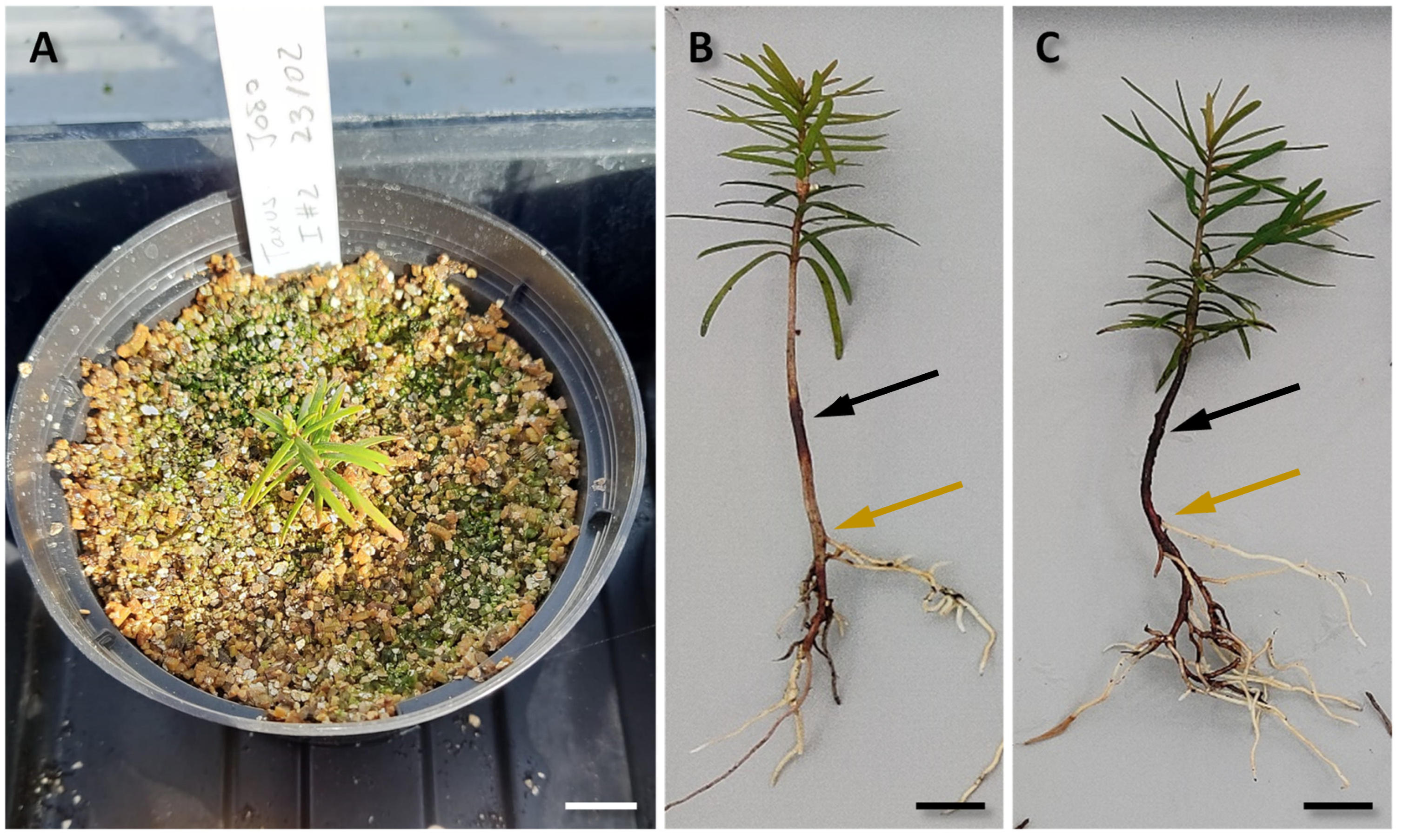 Horticulturae 09 00004 g005