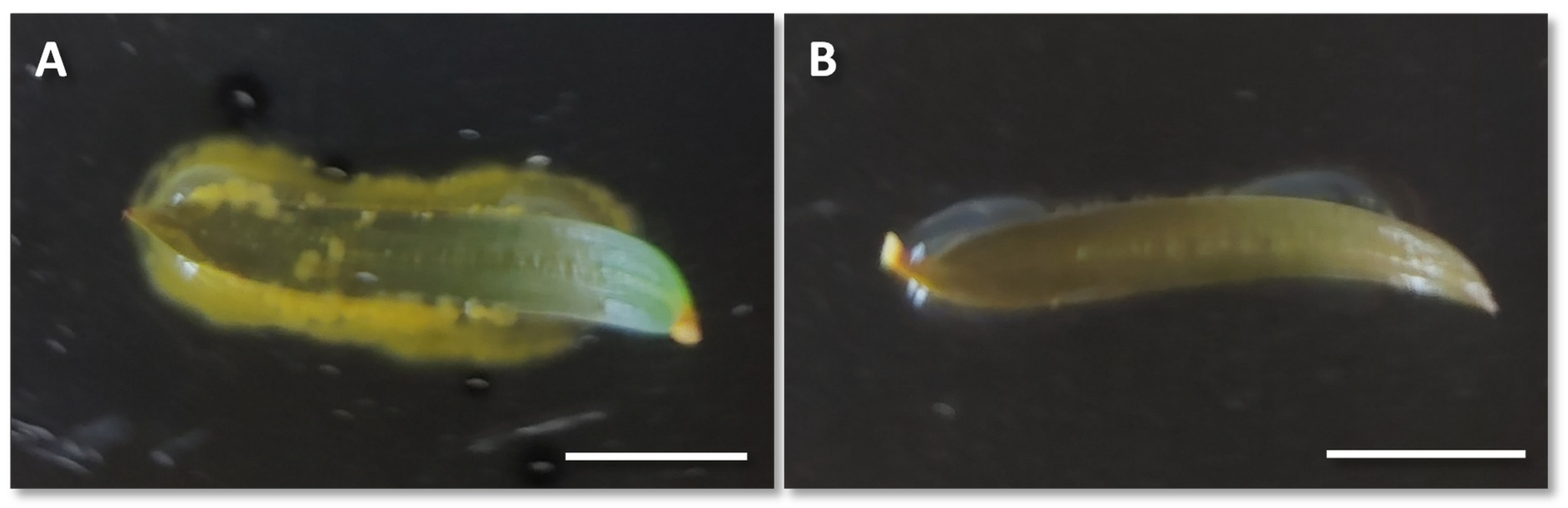 Horticulturae 09 00004 g006