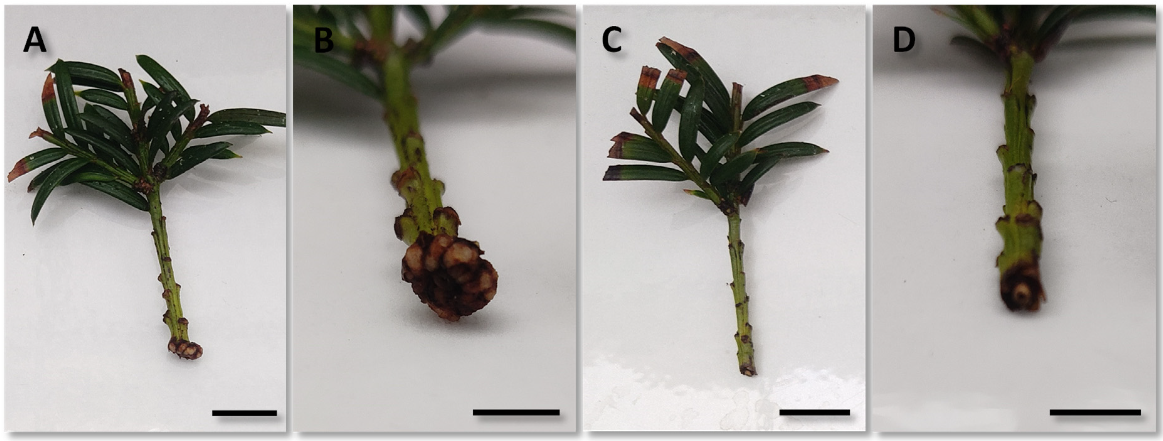 Horticulturae 09 00004 g007