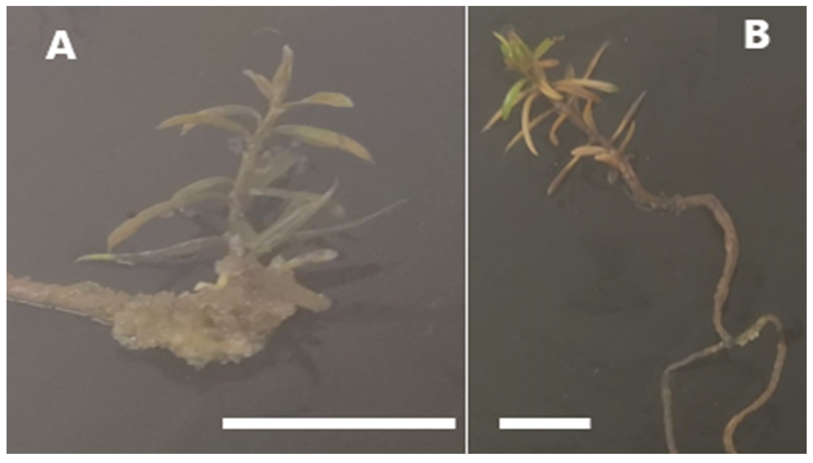 Horticulturae 09 00004 g008