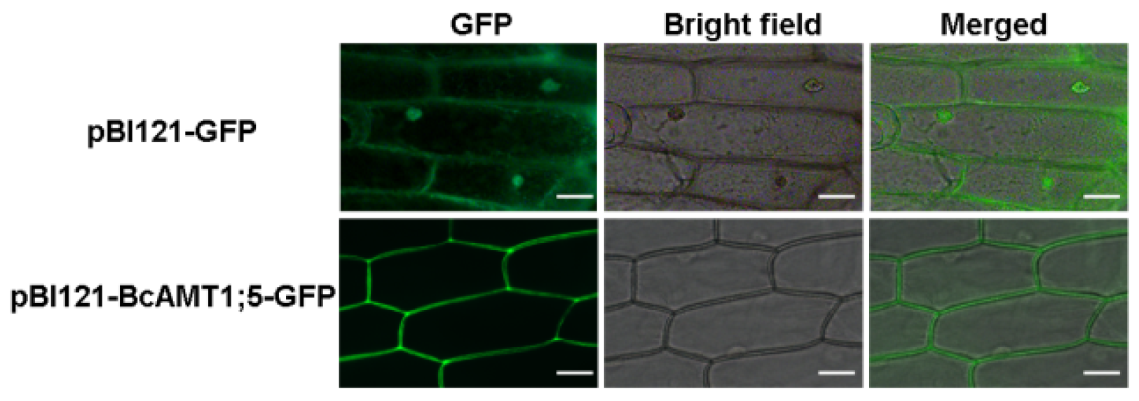 Horticulturae 09 00043 g002 Horticulturae 09 00043 g002