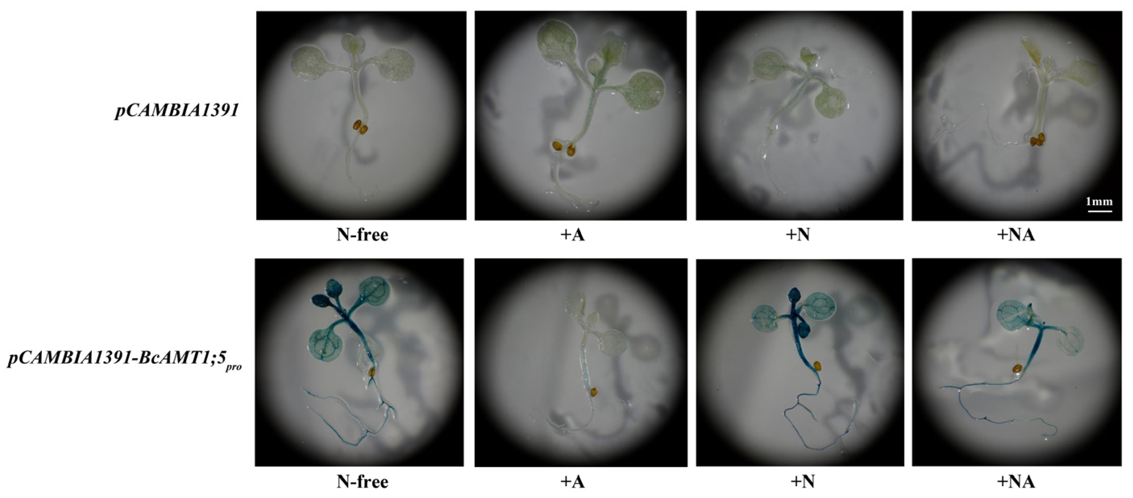 Horticulturae 09 00043 g008 Horticulturae 09 00043 g008
