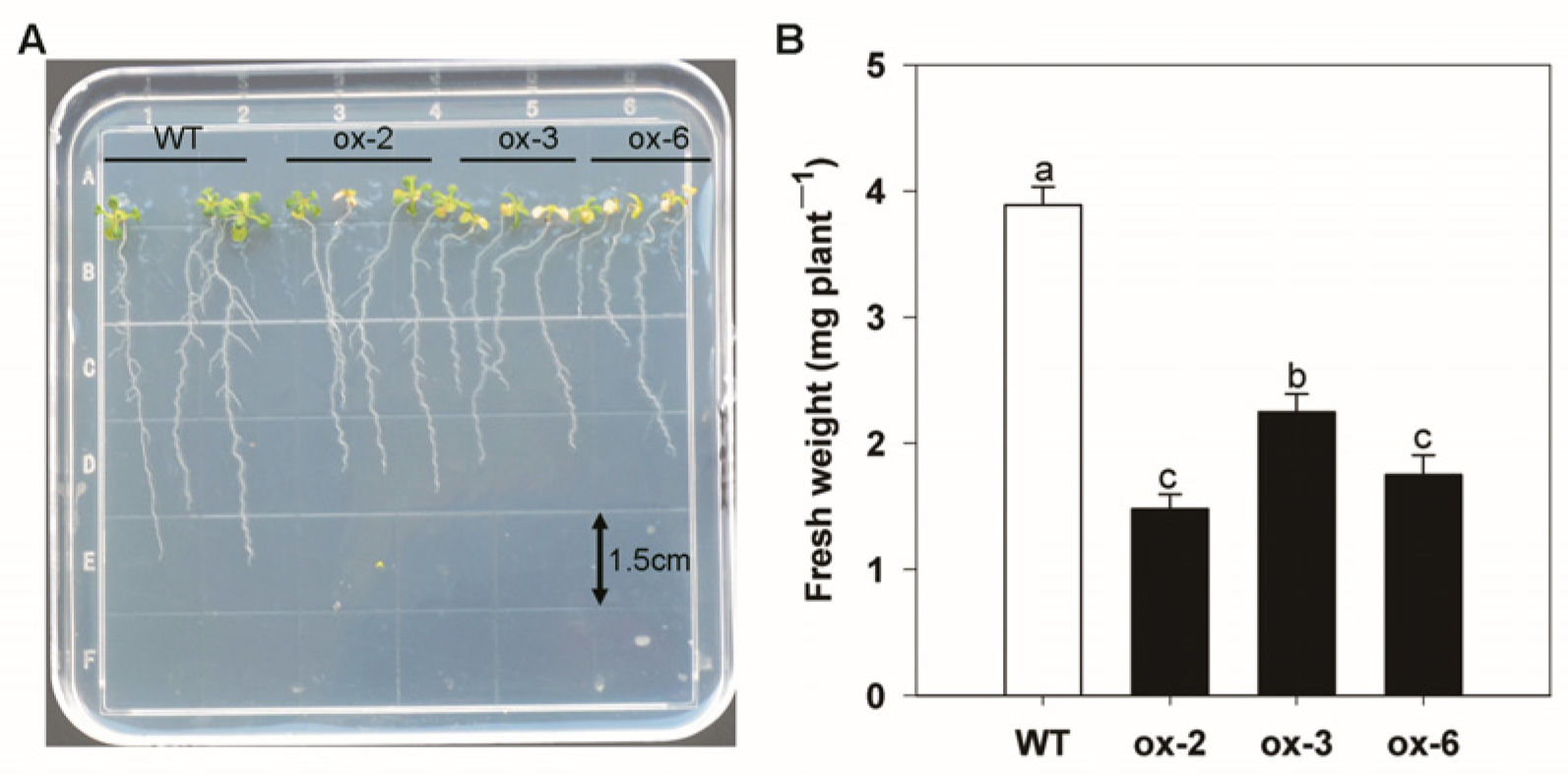 Horticulturae 09 00043 g010 Horticulturae 09 00043 g010
