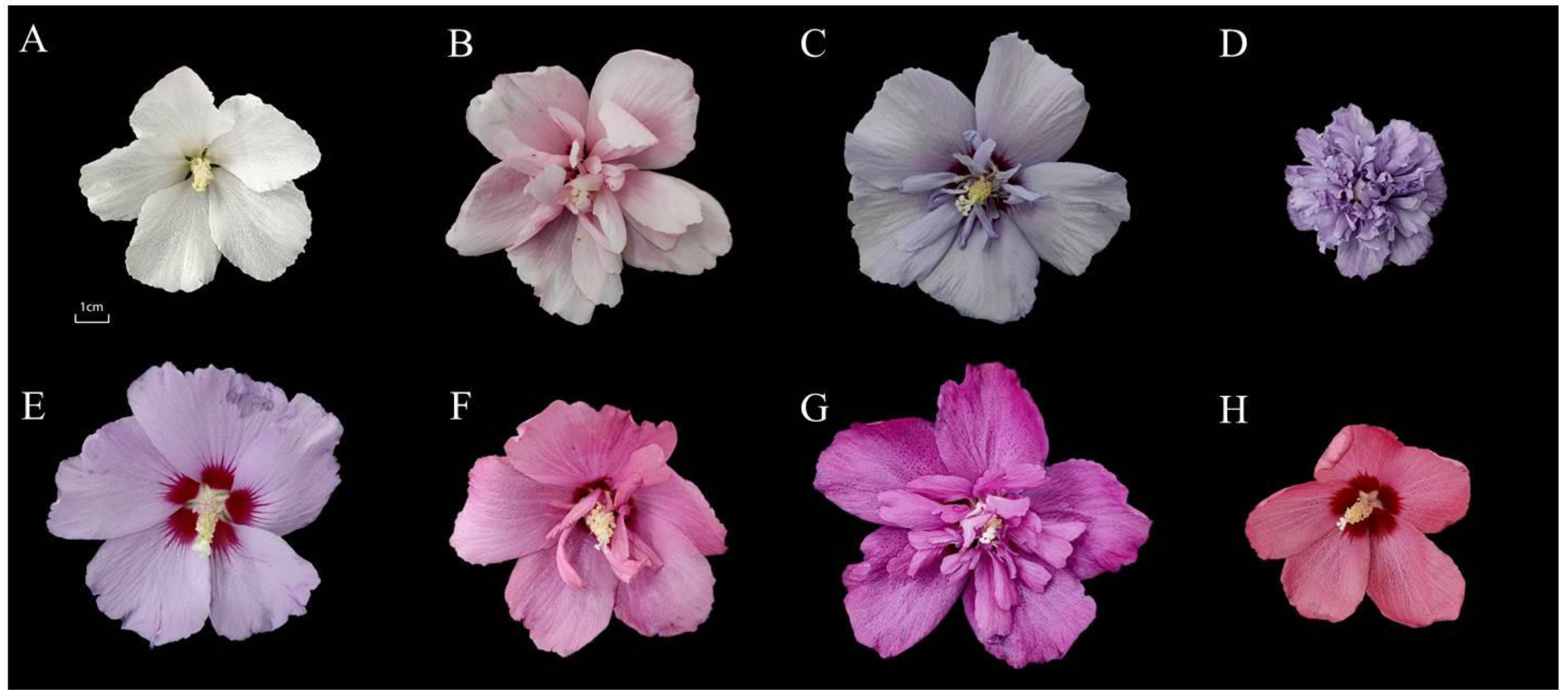 Horticulturae 09 00048 g001
