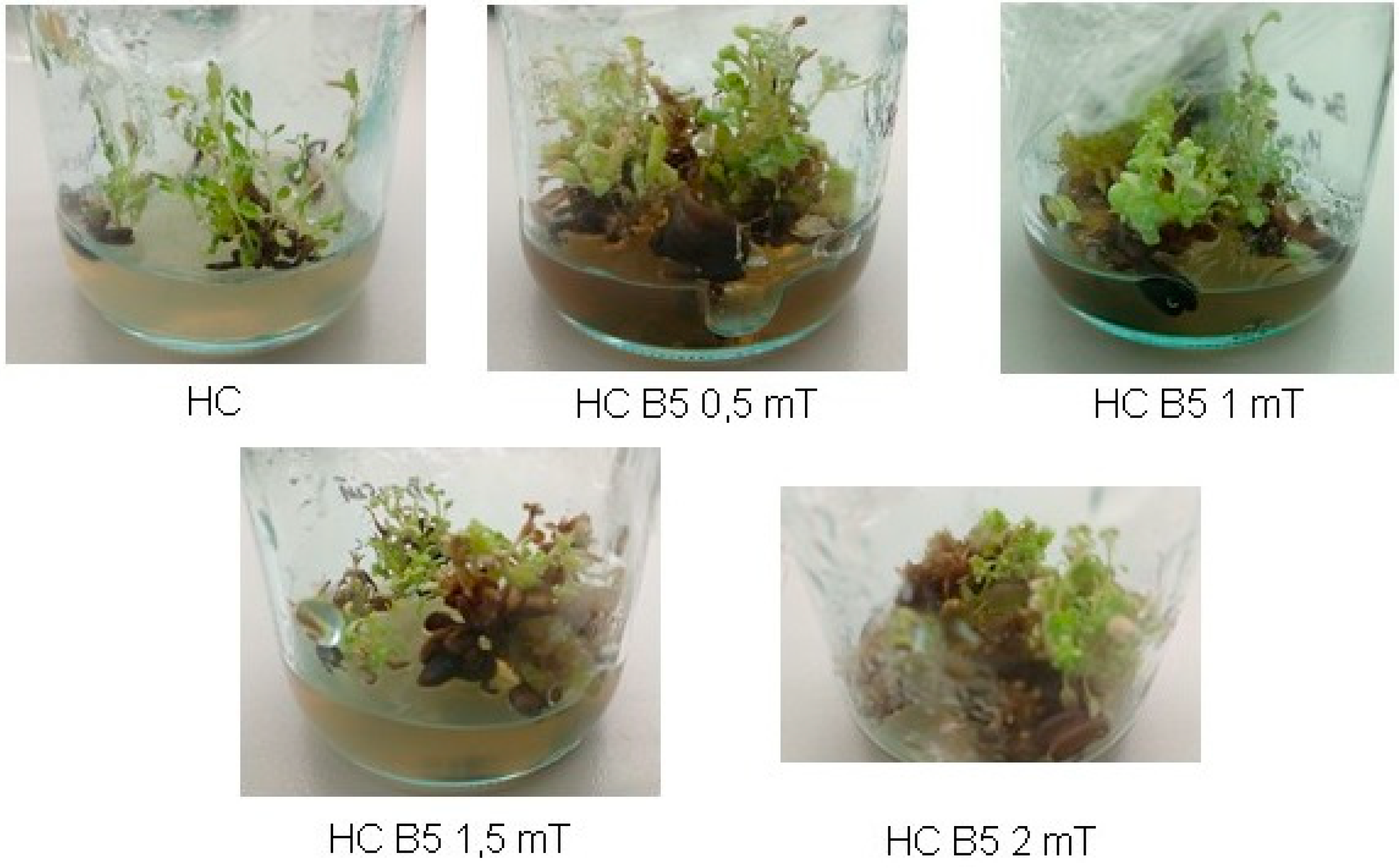 Horticulturae 09 00060 g003