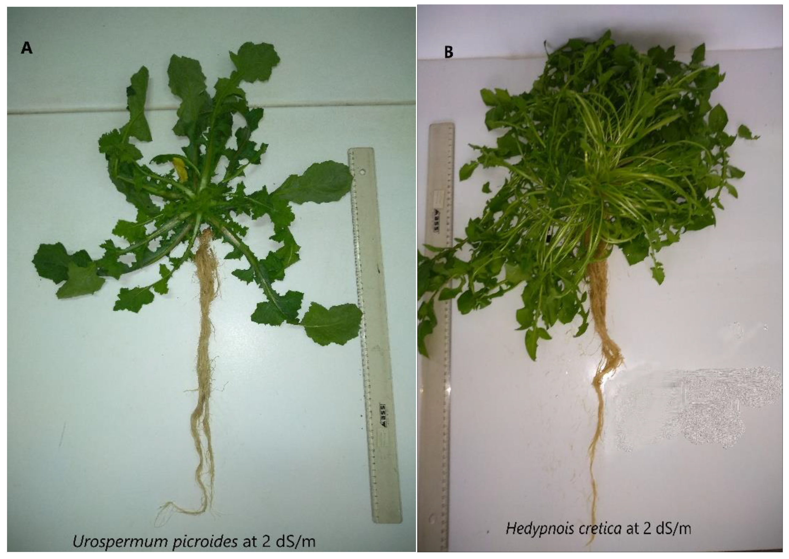 Horticulturae 09 00065 g001