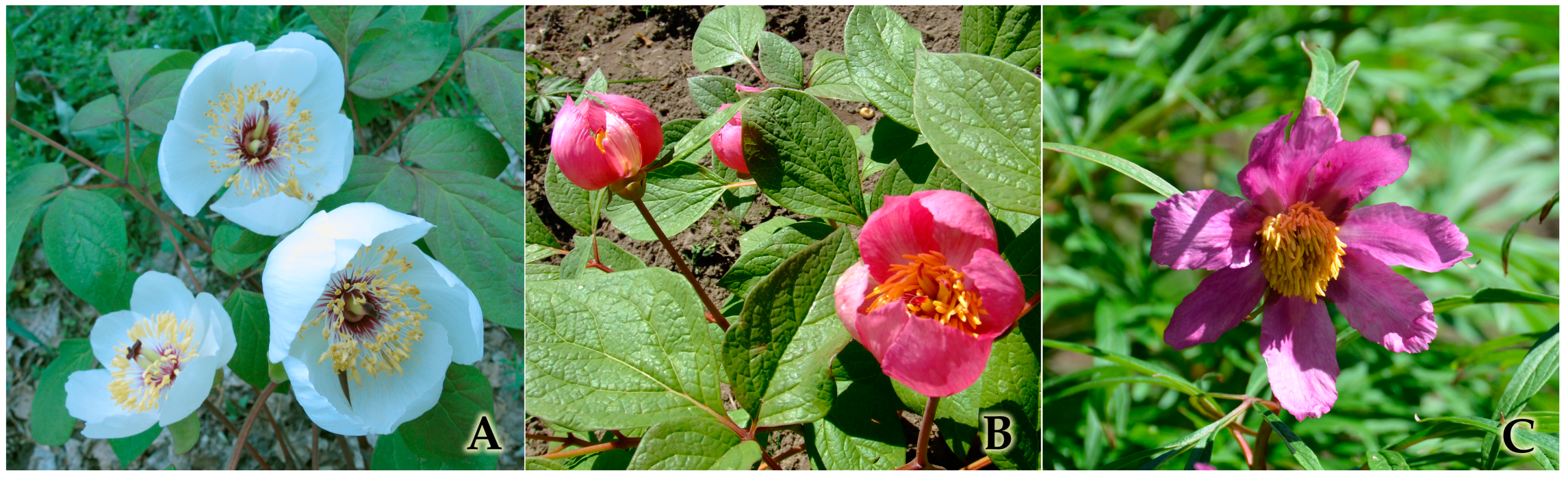 Horticulturae 09 00102 g001