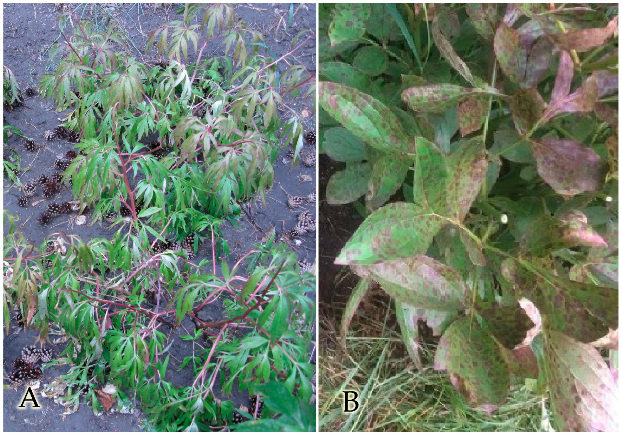 Horticulturae 09 00102 g005