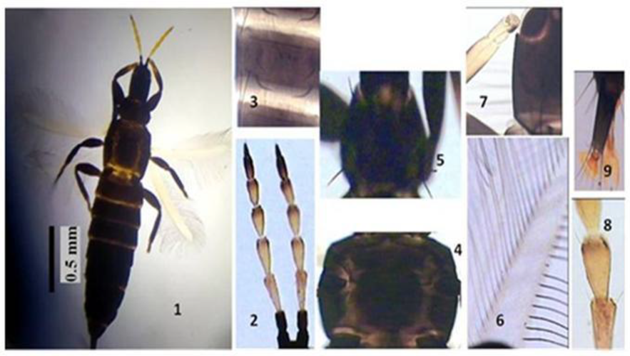 Horticulturae 09 00107 g001 Horticulturae 09 00107 g001