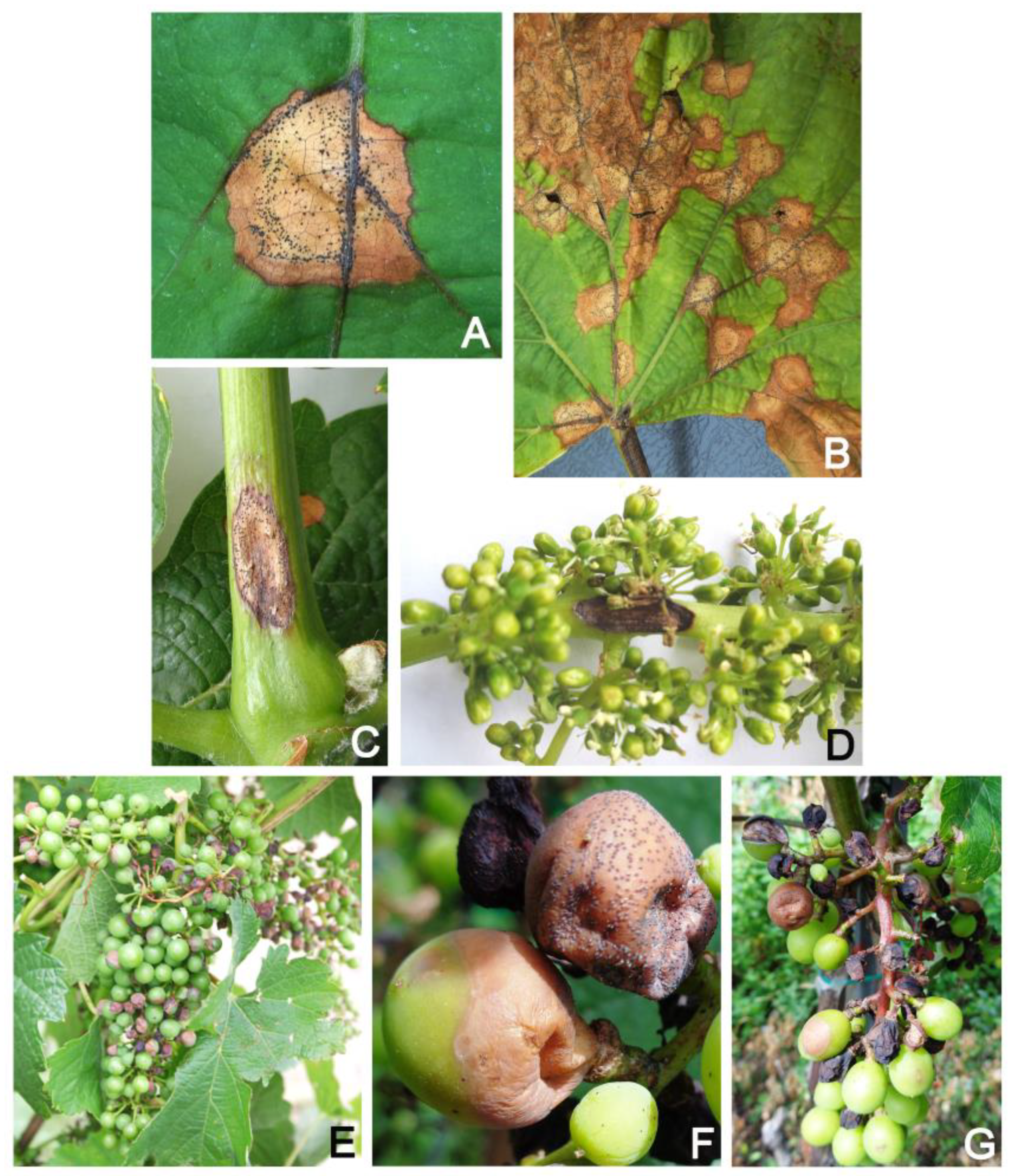 Horticulturae 09 00130 g003