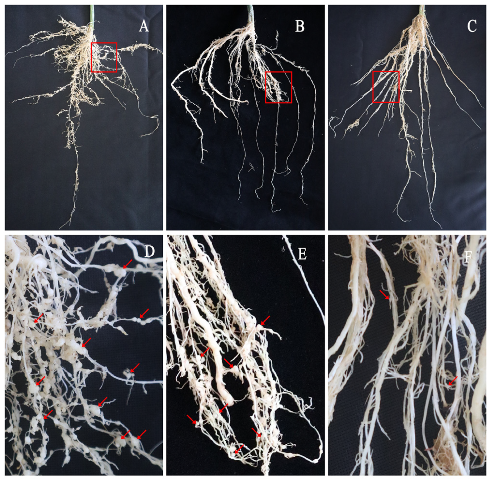 Horticulturae 09 00139 g002 Horticulturae 09 00139 g002