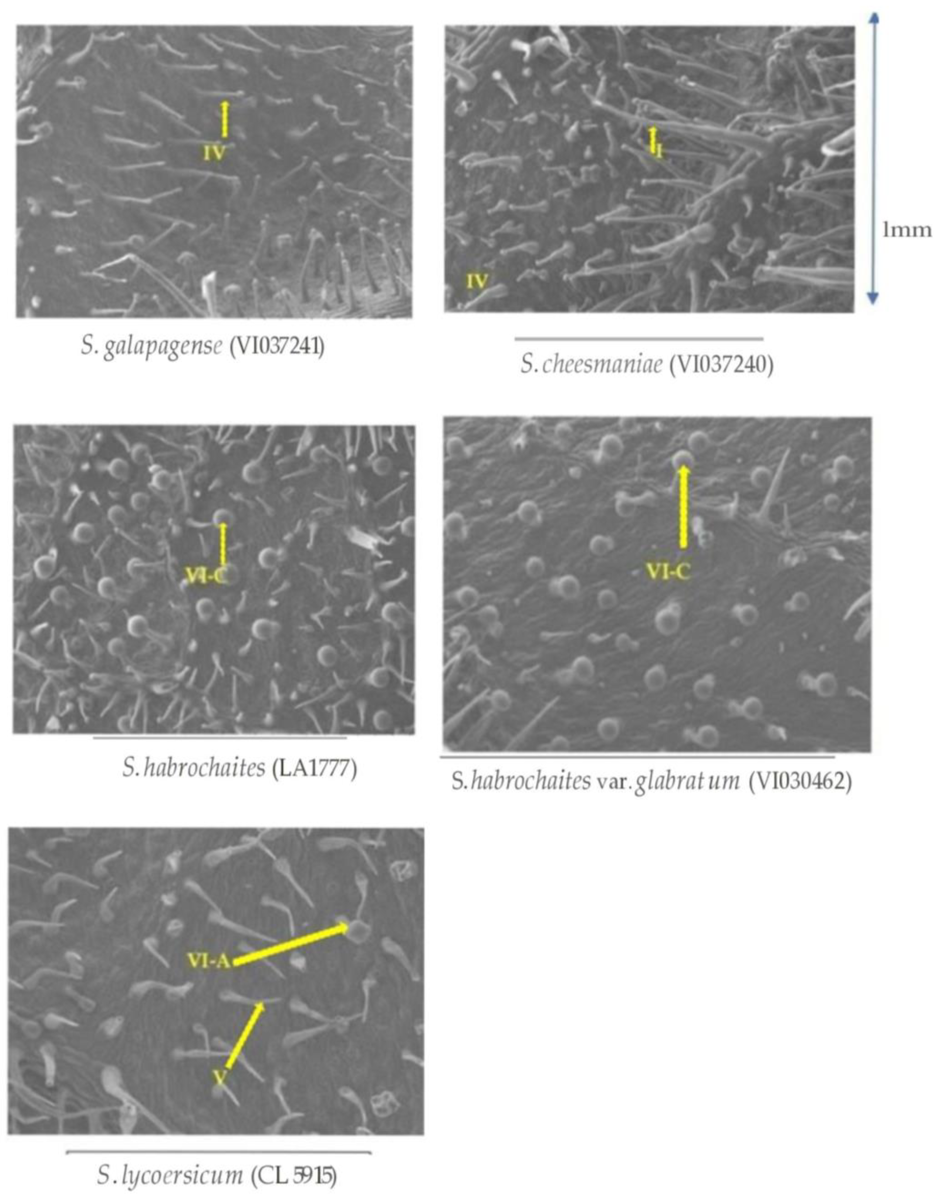 Horticulturae 09 00143 g006 Horticulturae 09 00143 g006