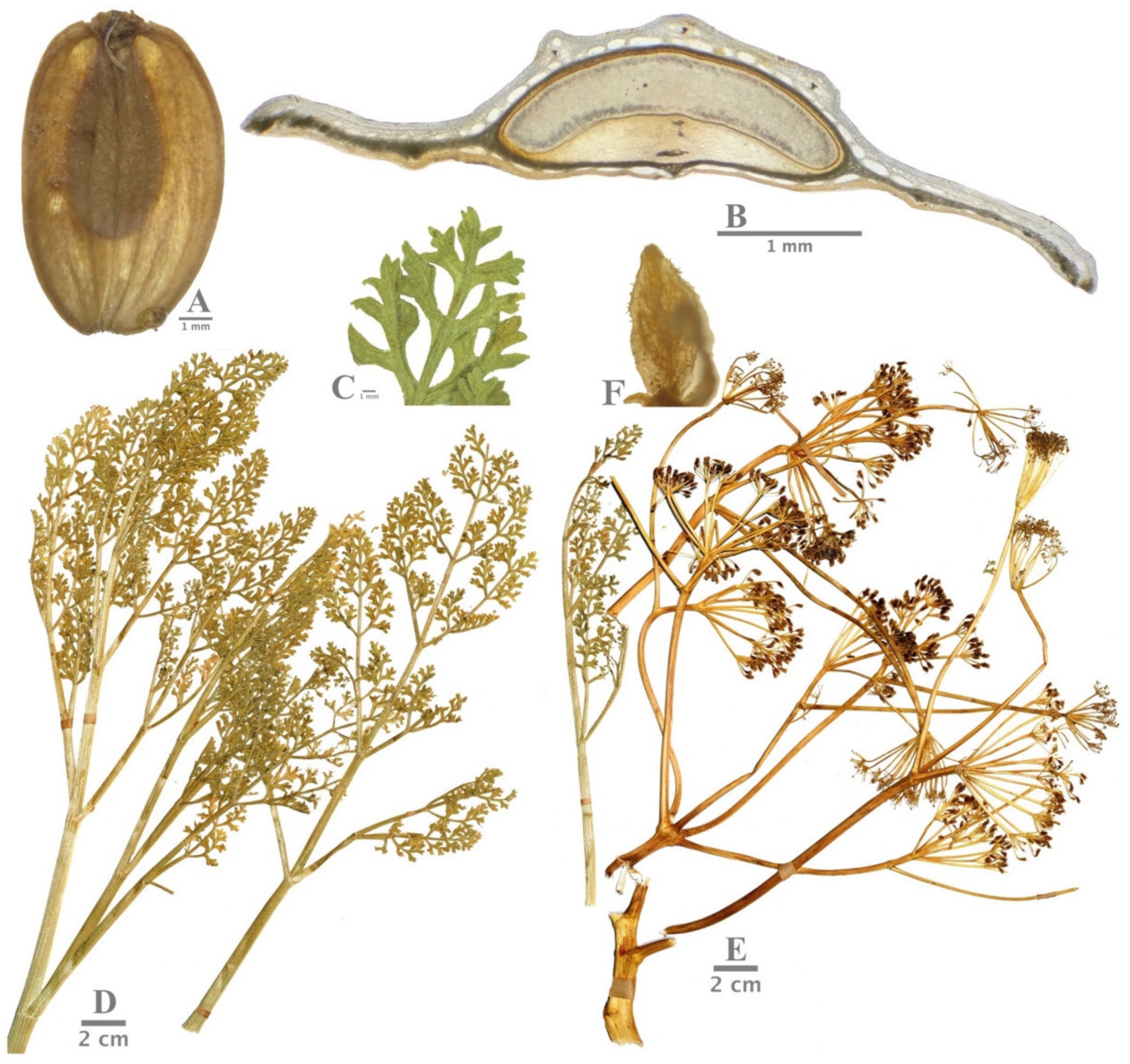 Horticulturae 09 00144 g002