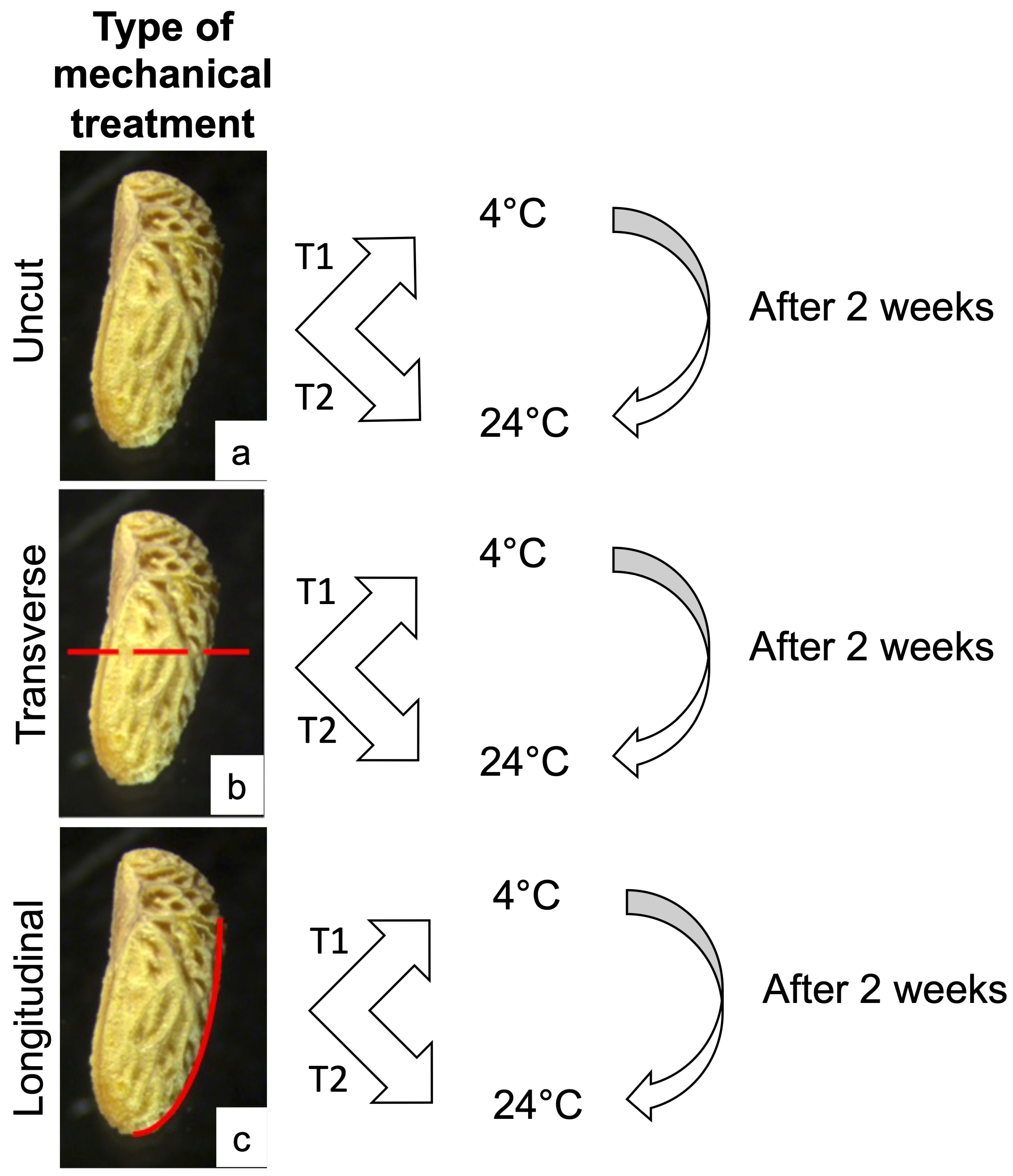 Horticulturae 09 00153 g001