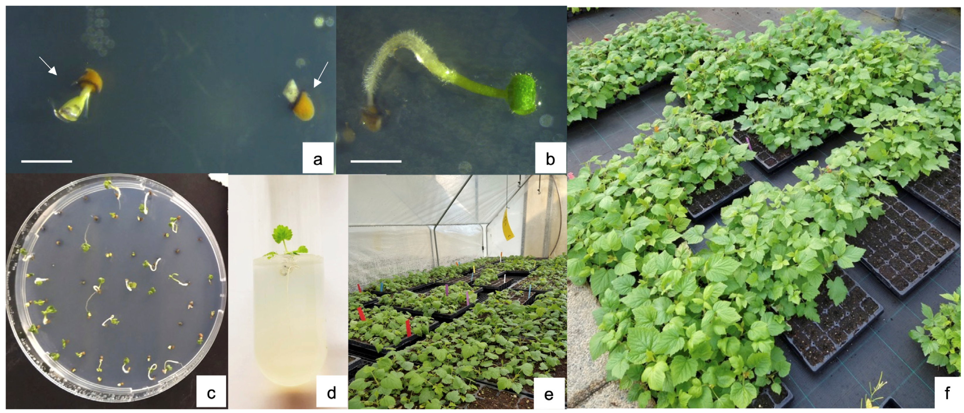 Horticulturae 09 00153 g003