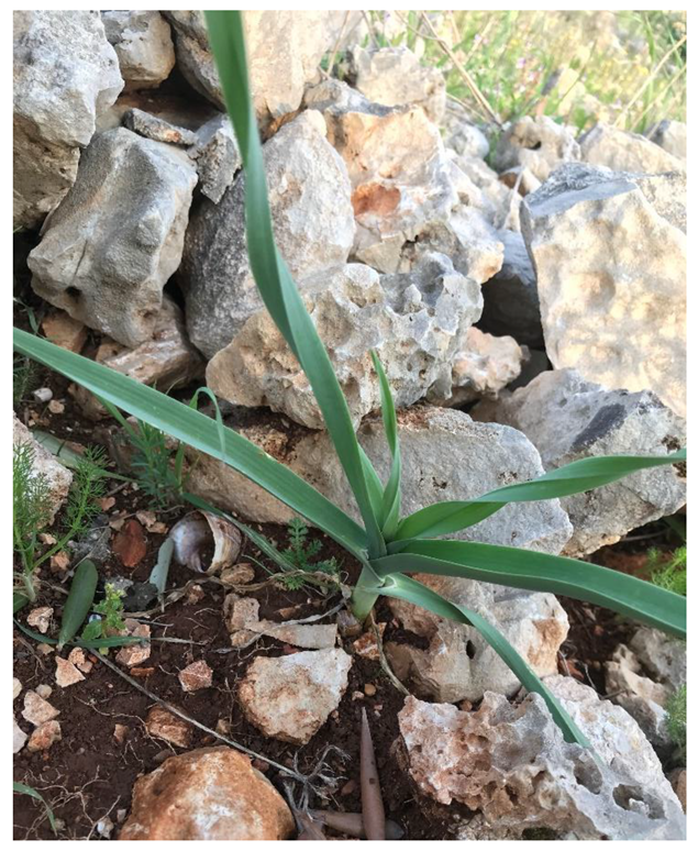 Horticulturae 09 00171 g004 Horticulturae 09 00171 g004