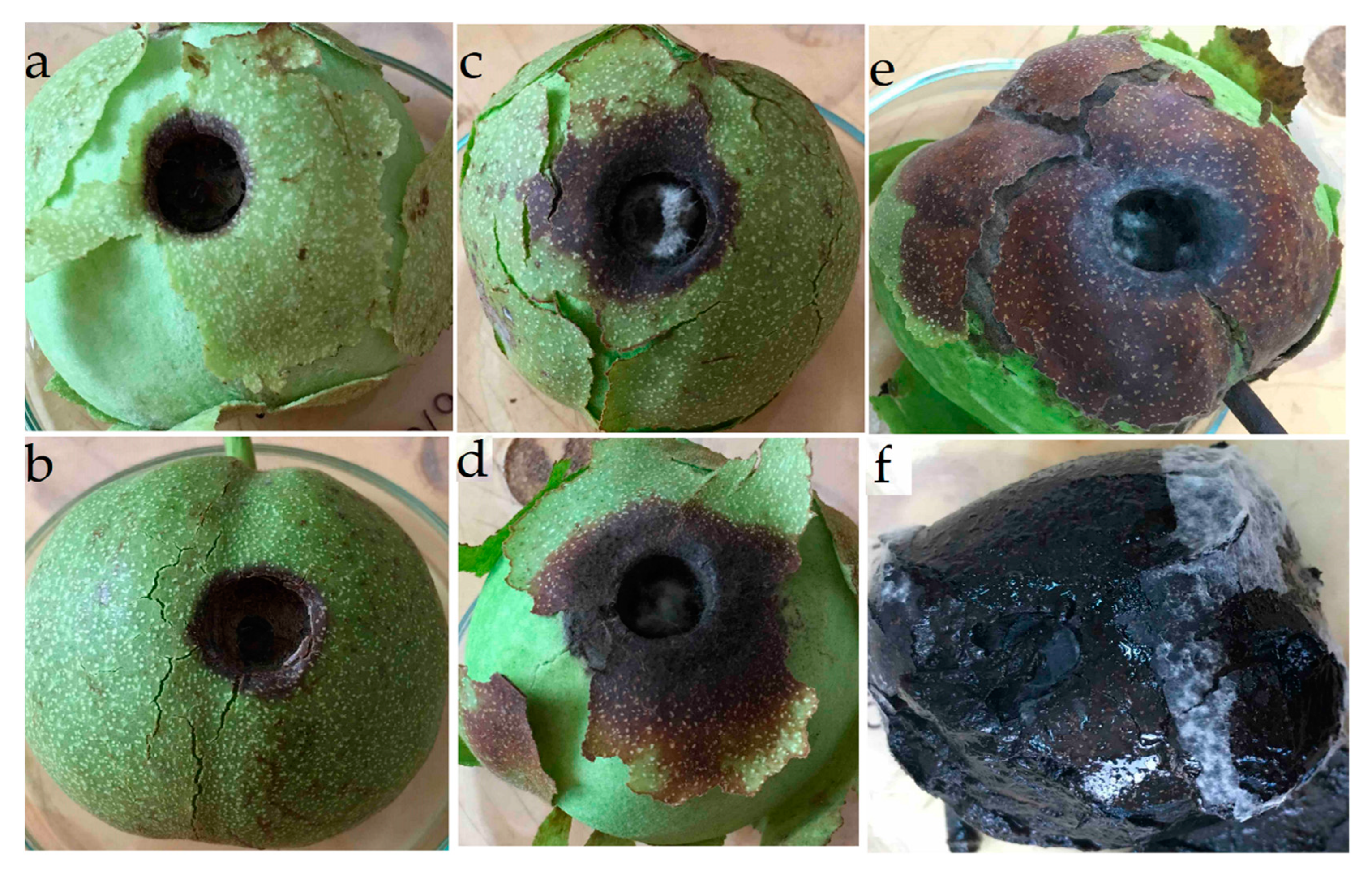 Horticulturae 09 00205 g002