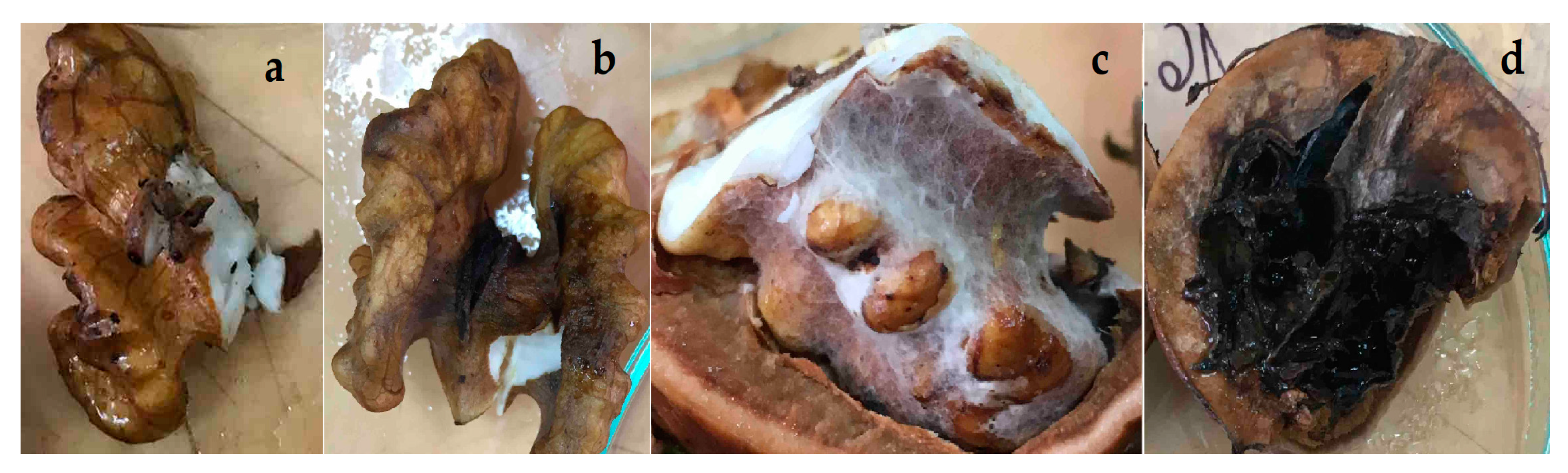 Horticulturae 09 00205 g003