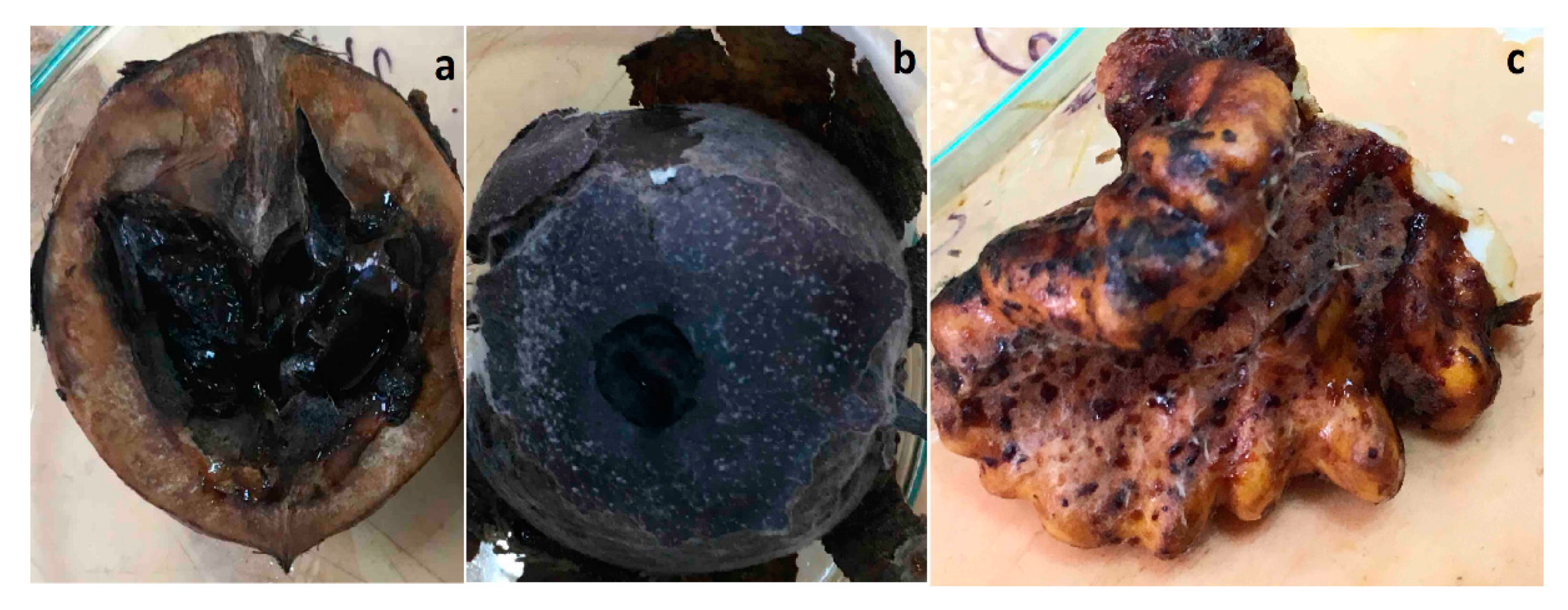 Horticulturae 09 00205 g007