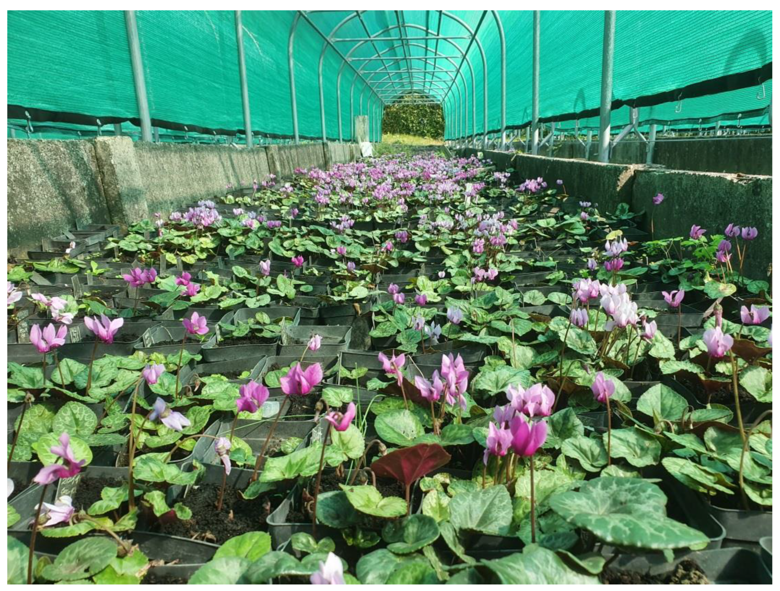 Horticulturae 09 00206 g008