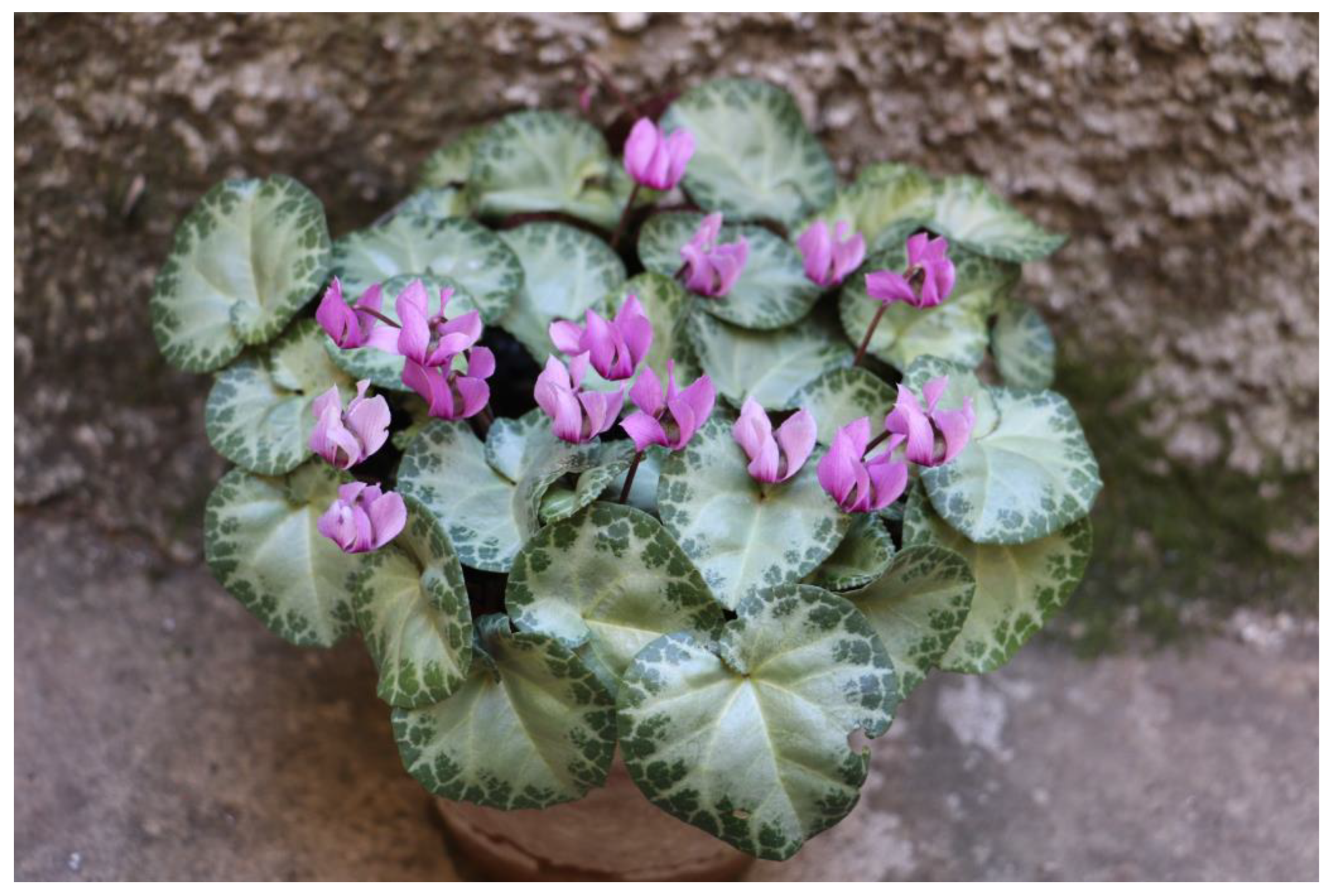 Horticulturae 09 00206 g009