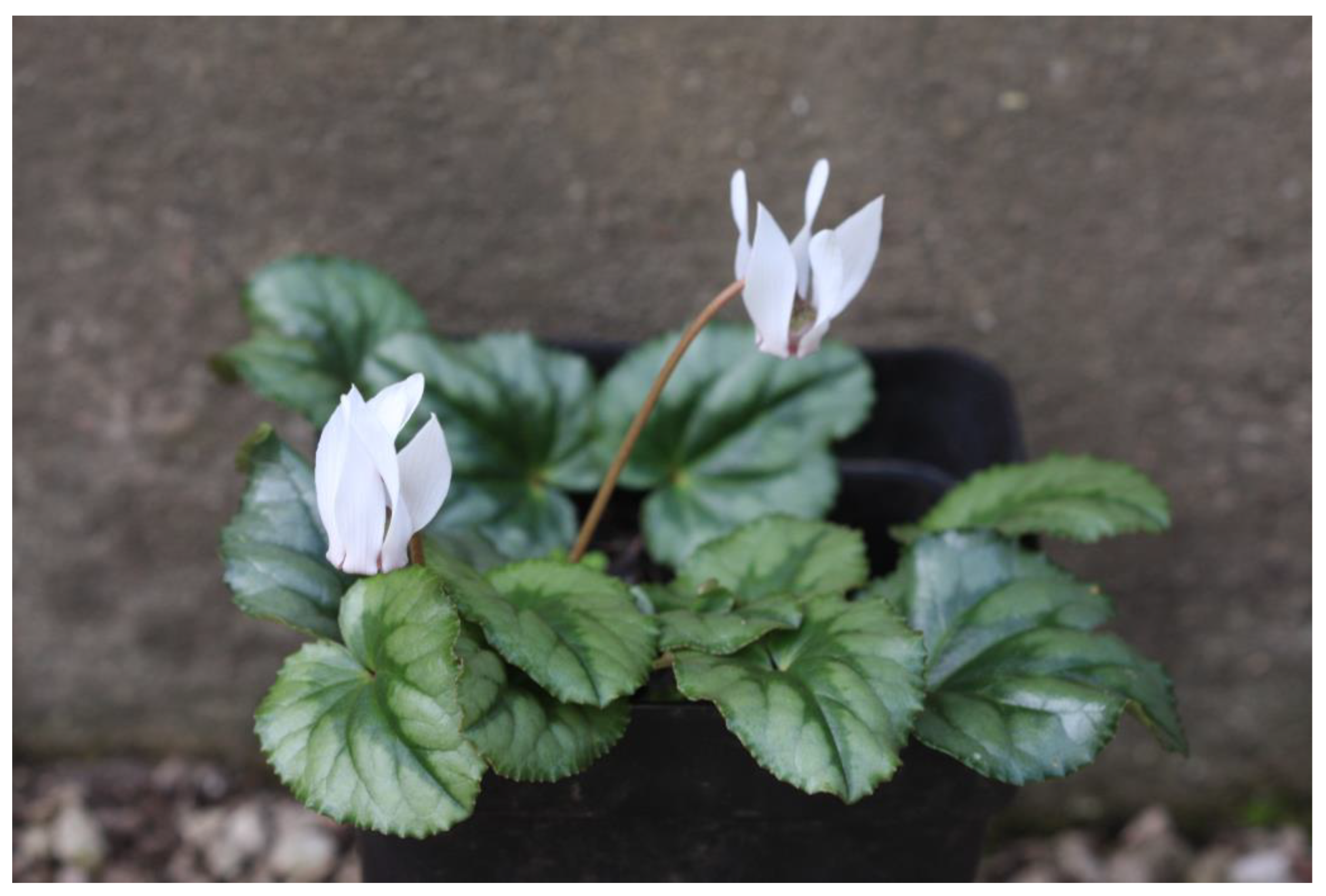 Horticulturae 09 00206 g012