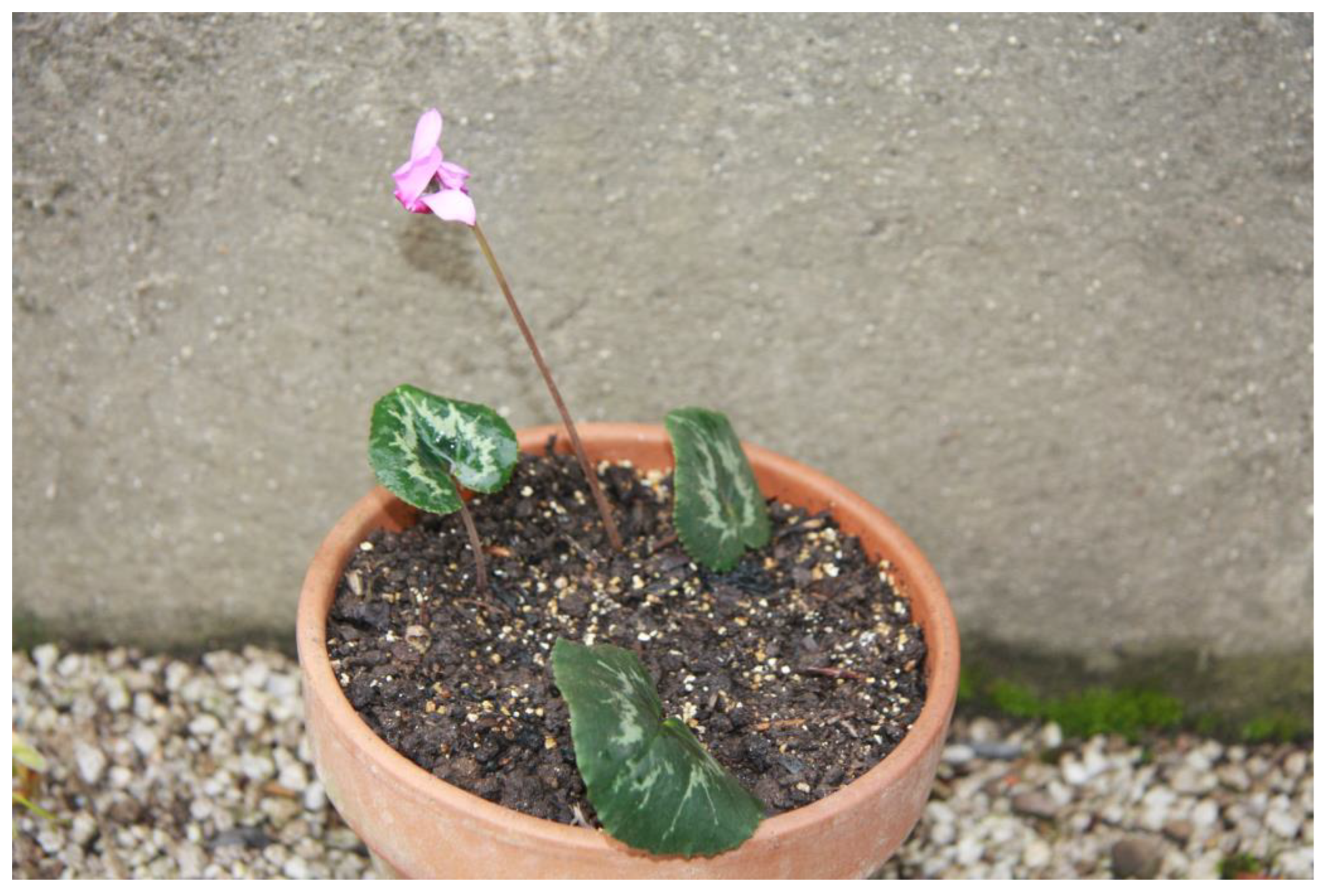 Horticulturae 09 00206 g013