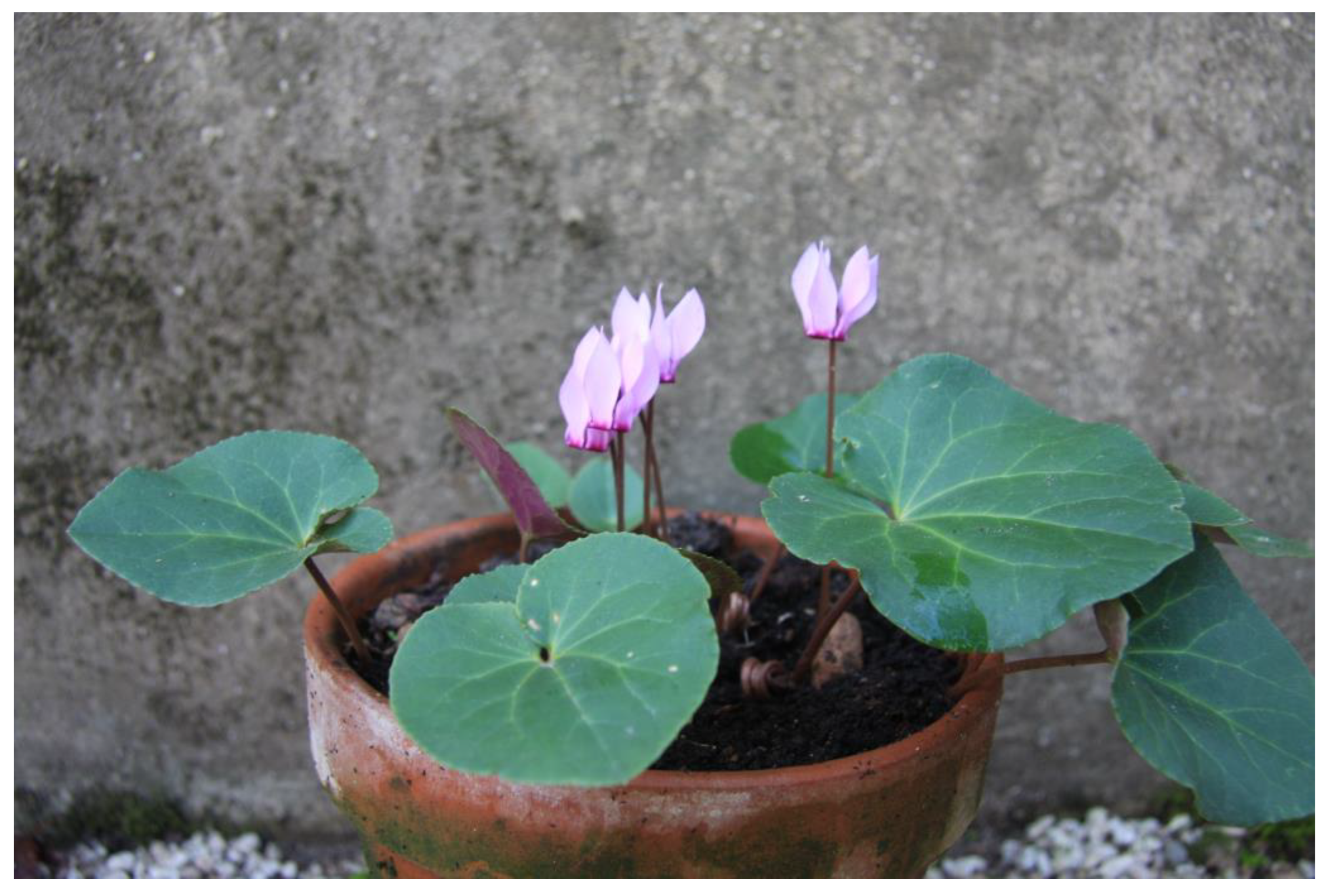 Horticulturae 09 00206 g014