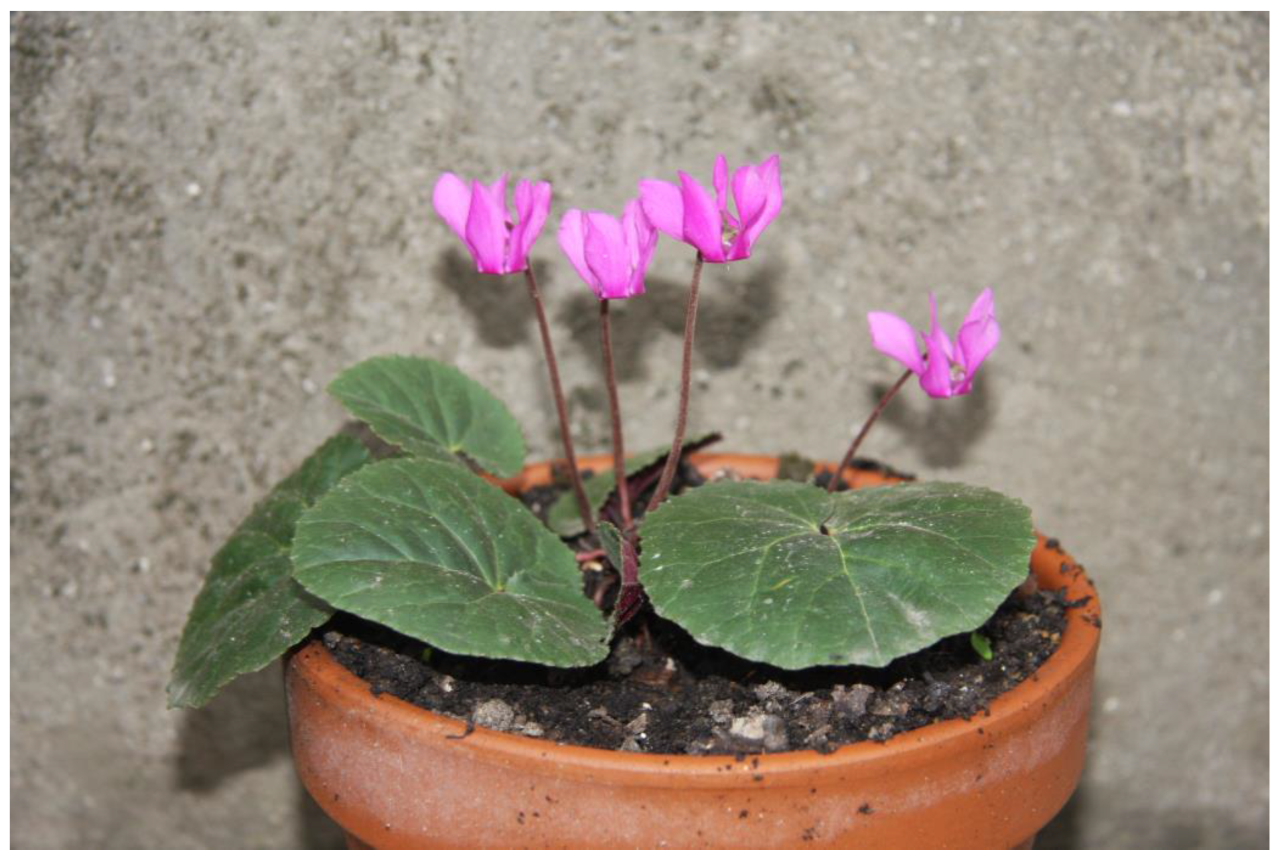 Horticulturae 09 00206 g015