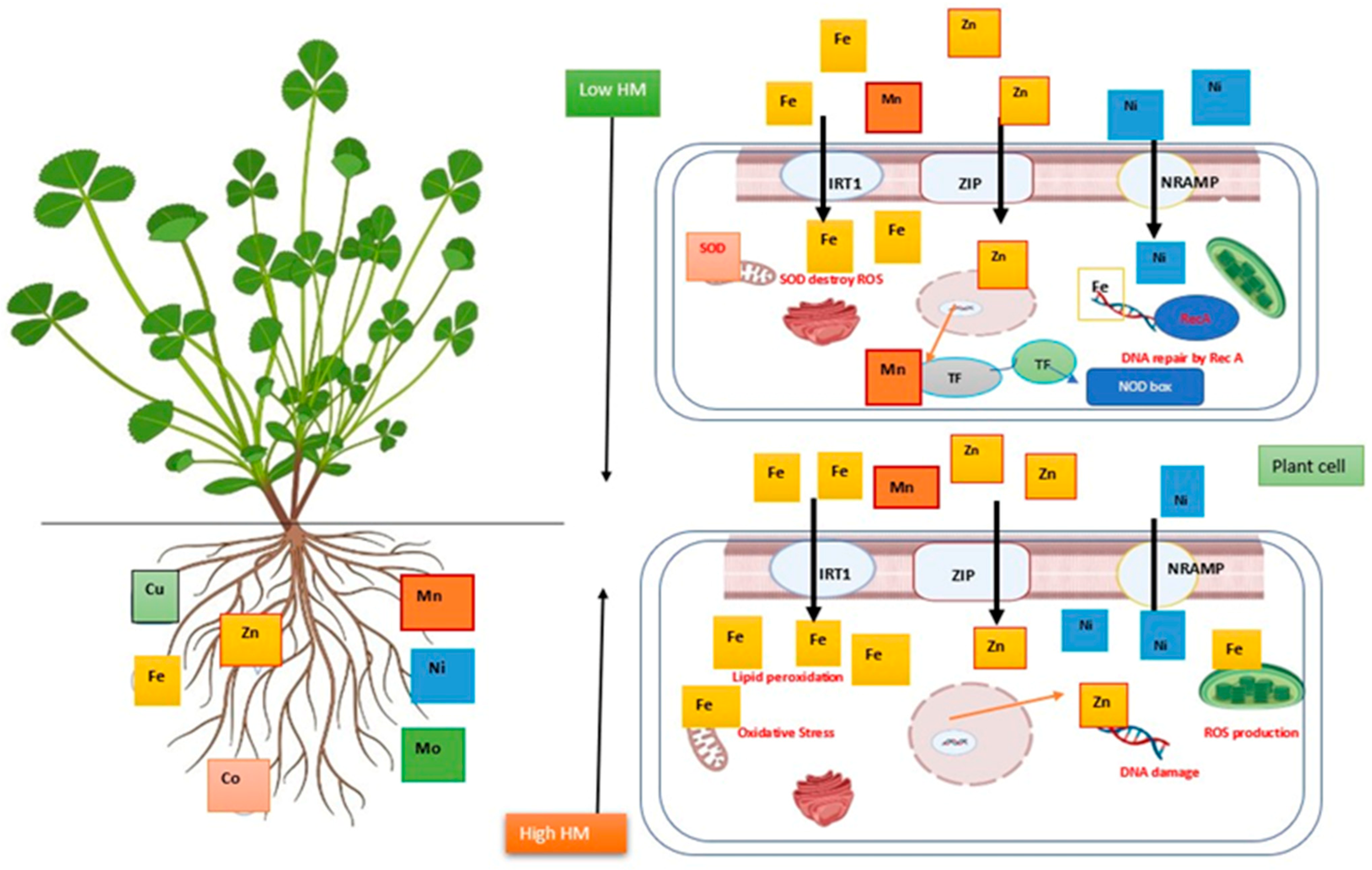 Horticulturae 09 00239 g001