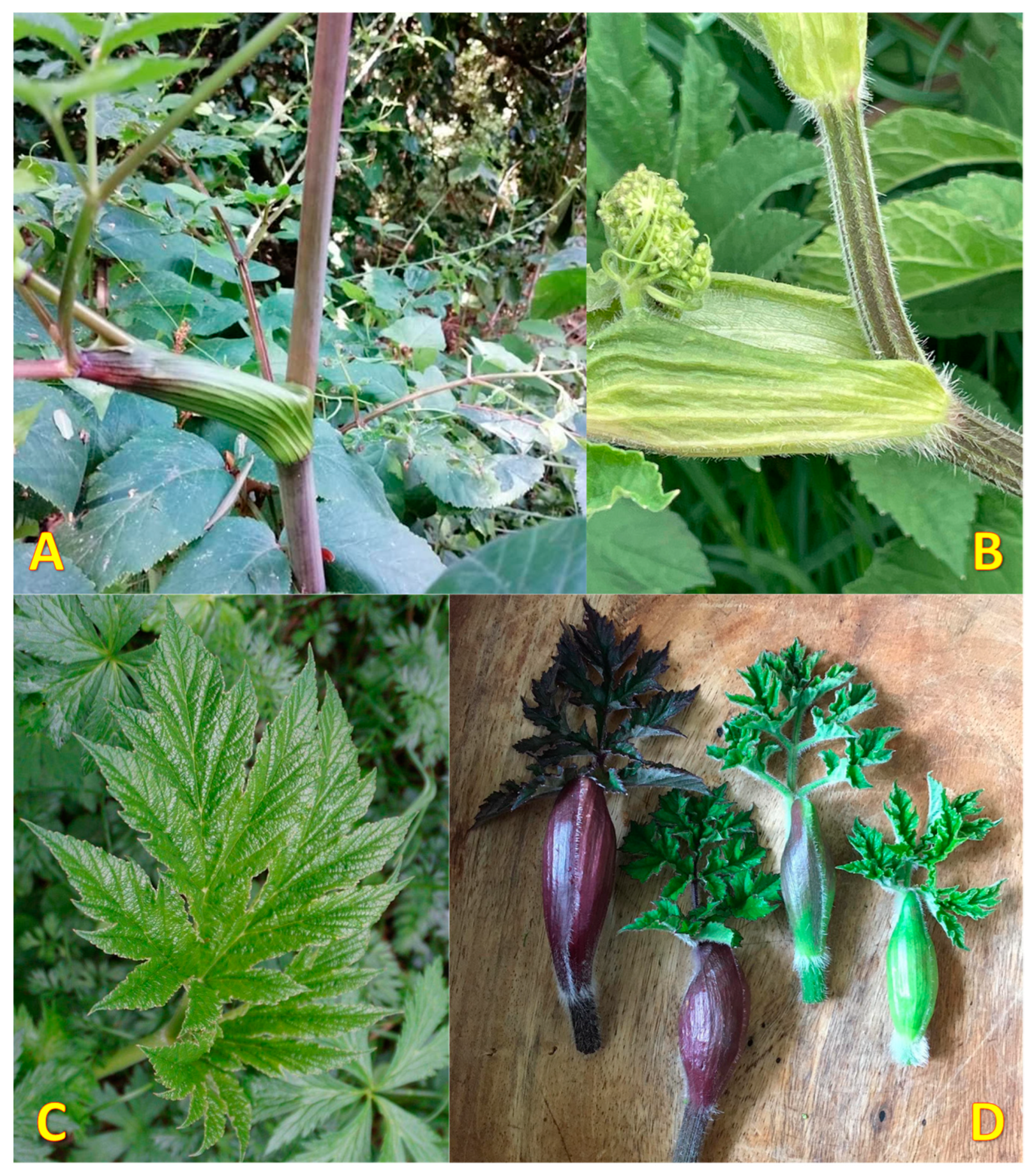 Horticulturae 09 00246 g003