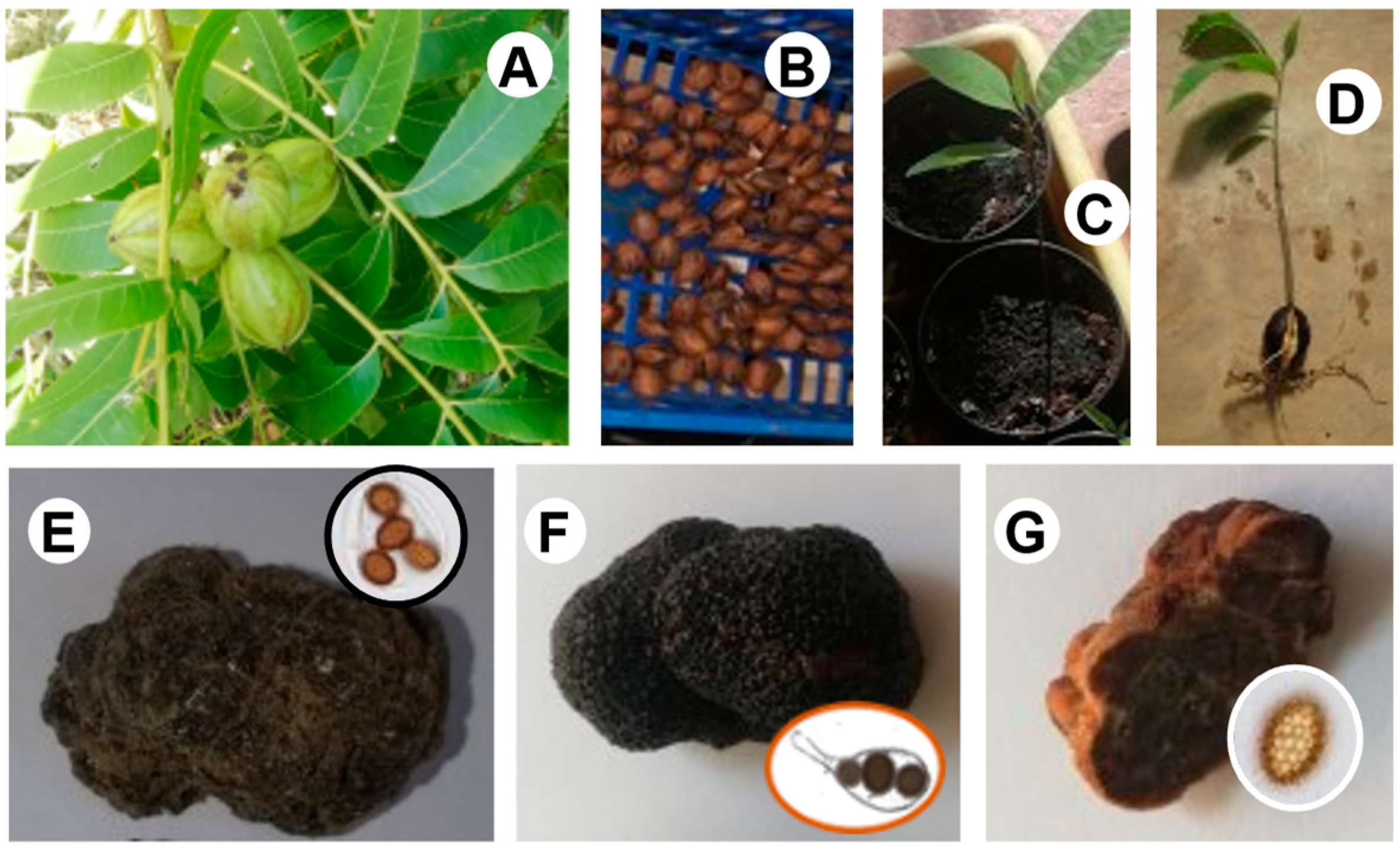 Horticulturae 09 00261 g001
