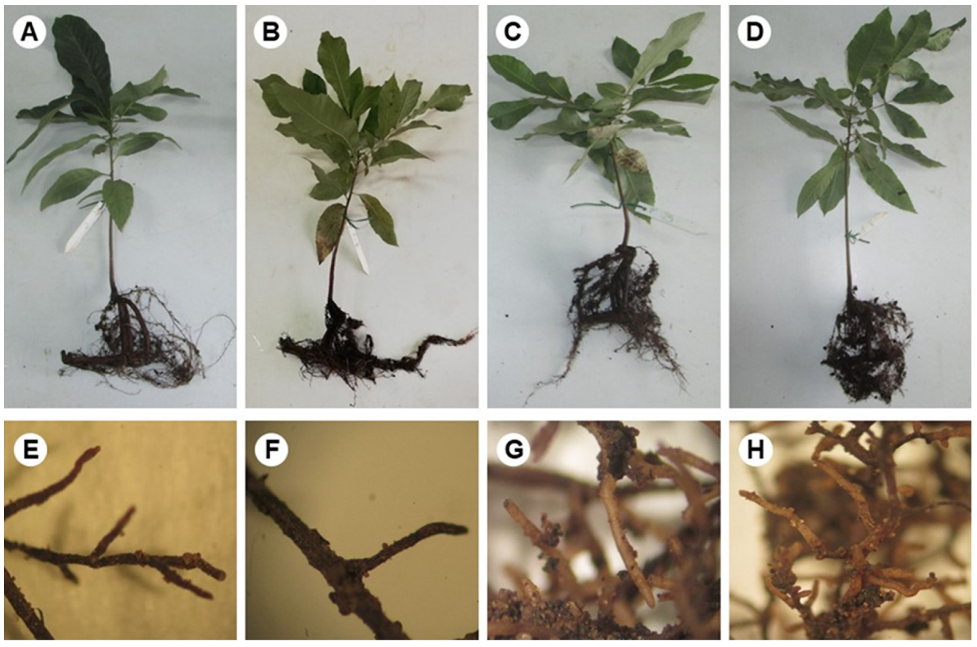 Horticulturae 09 00261 g002