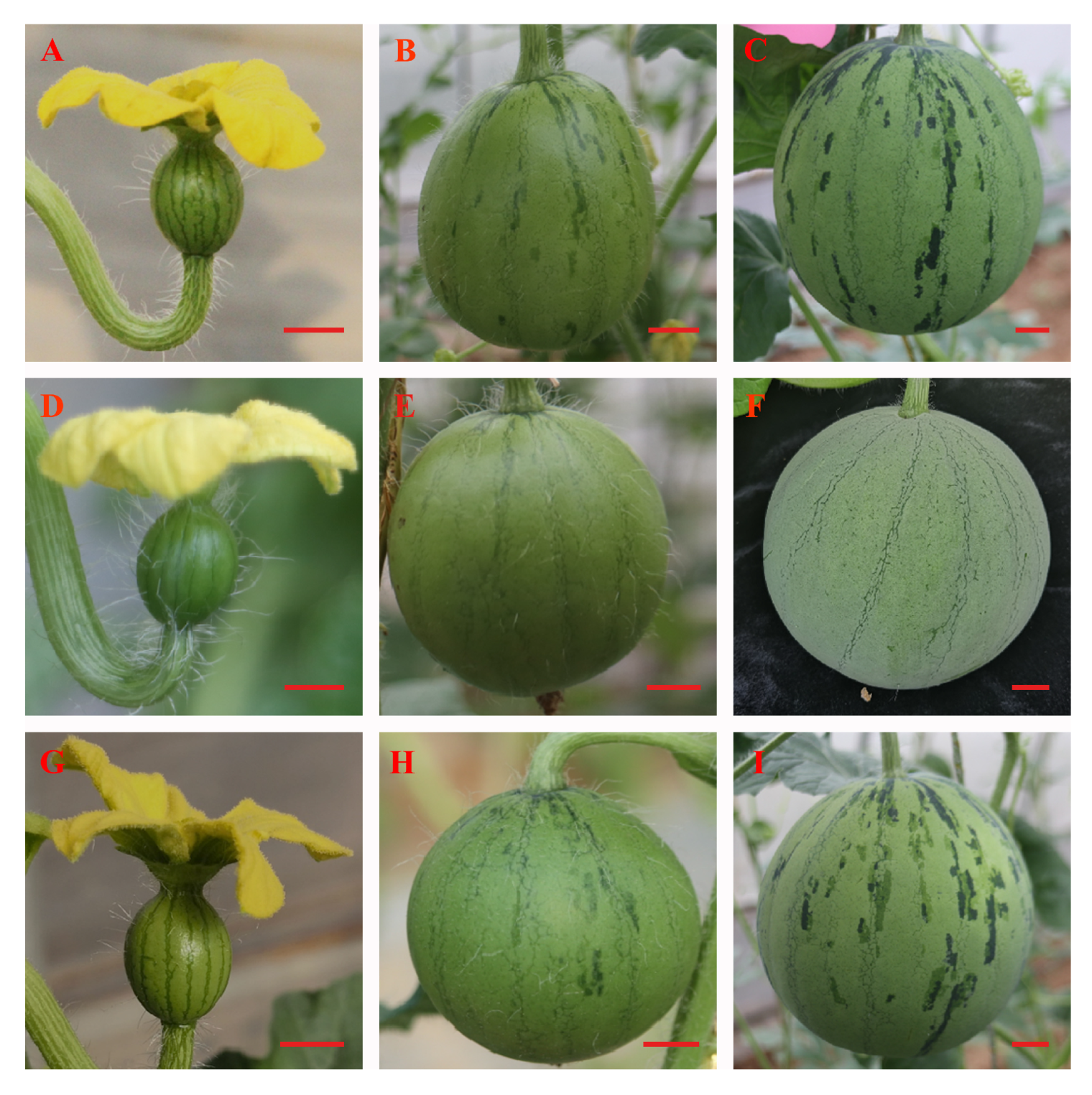 Horticulturae 09 00263 g001