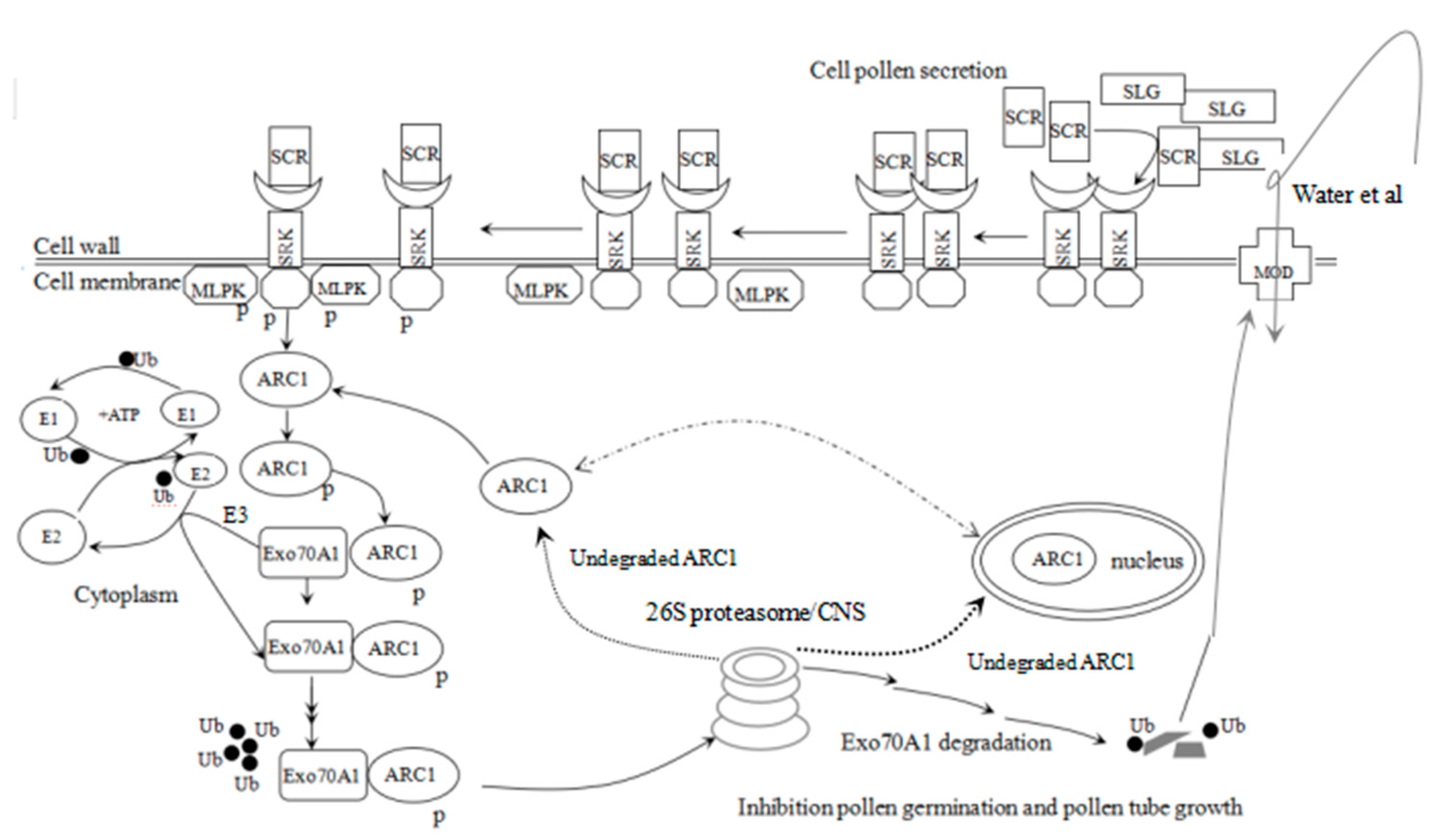Horticulturae 09 00265 g004