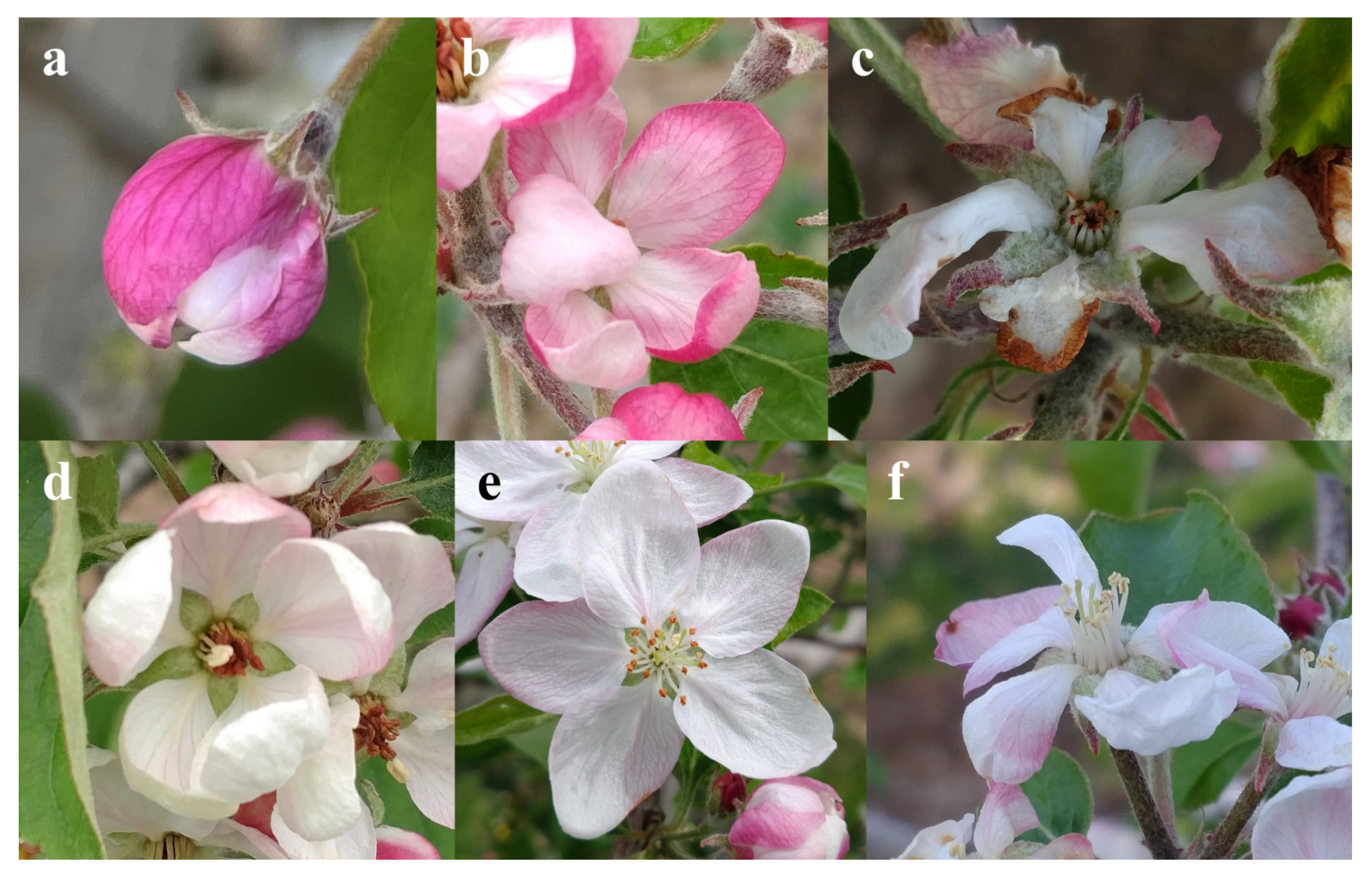 Horticulturae 09 00266 g003