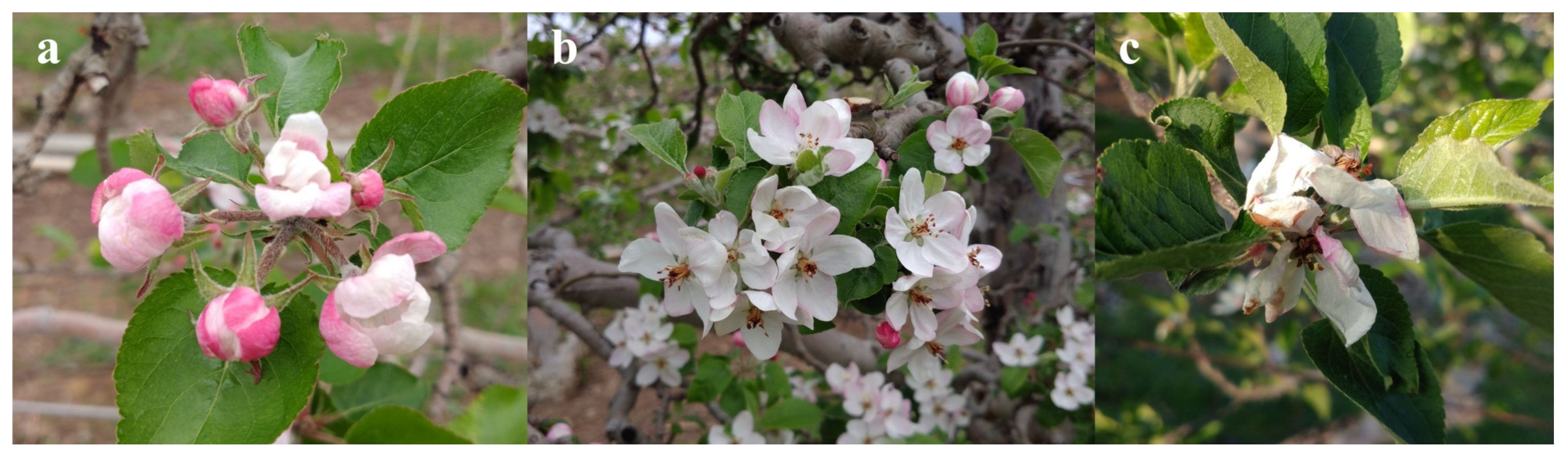 Horticulturae 09 00266 g006