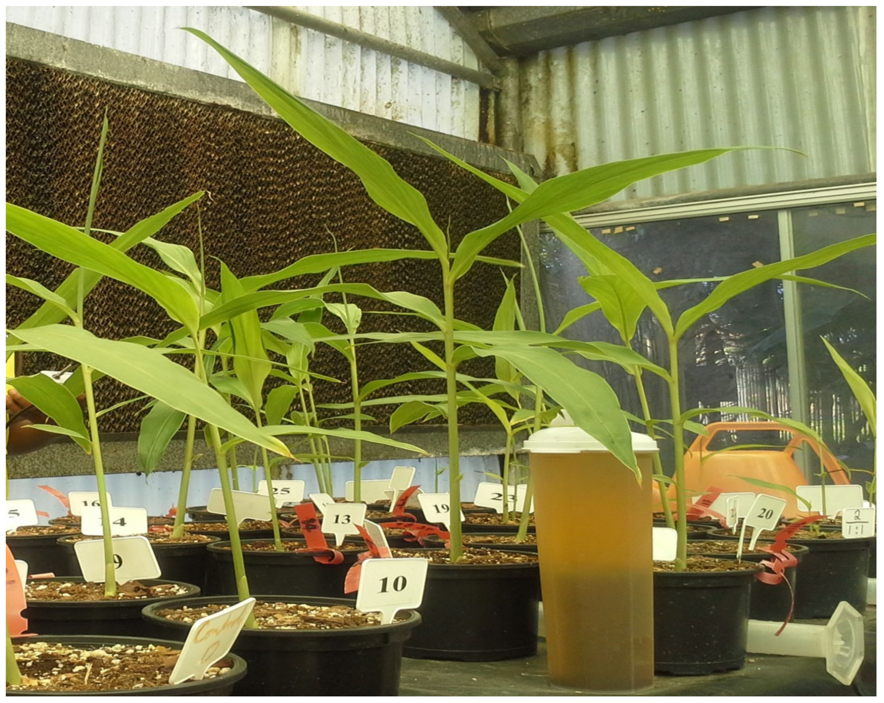 Horticulturae 09 00274 g001