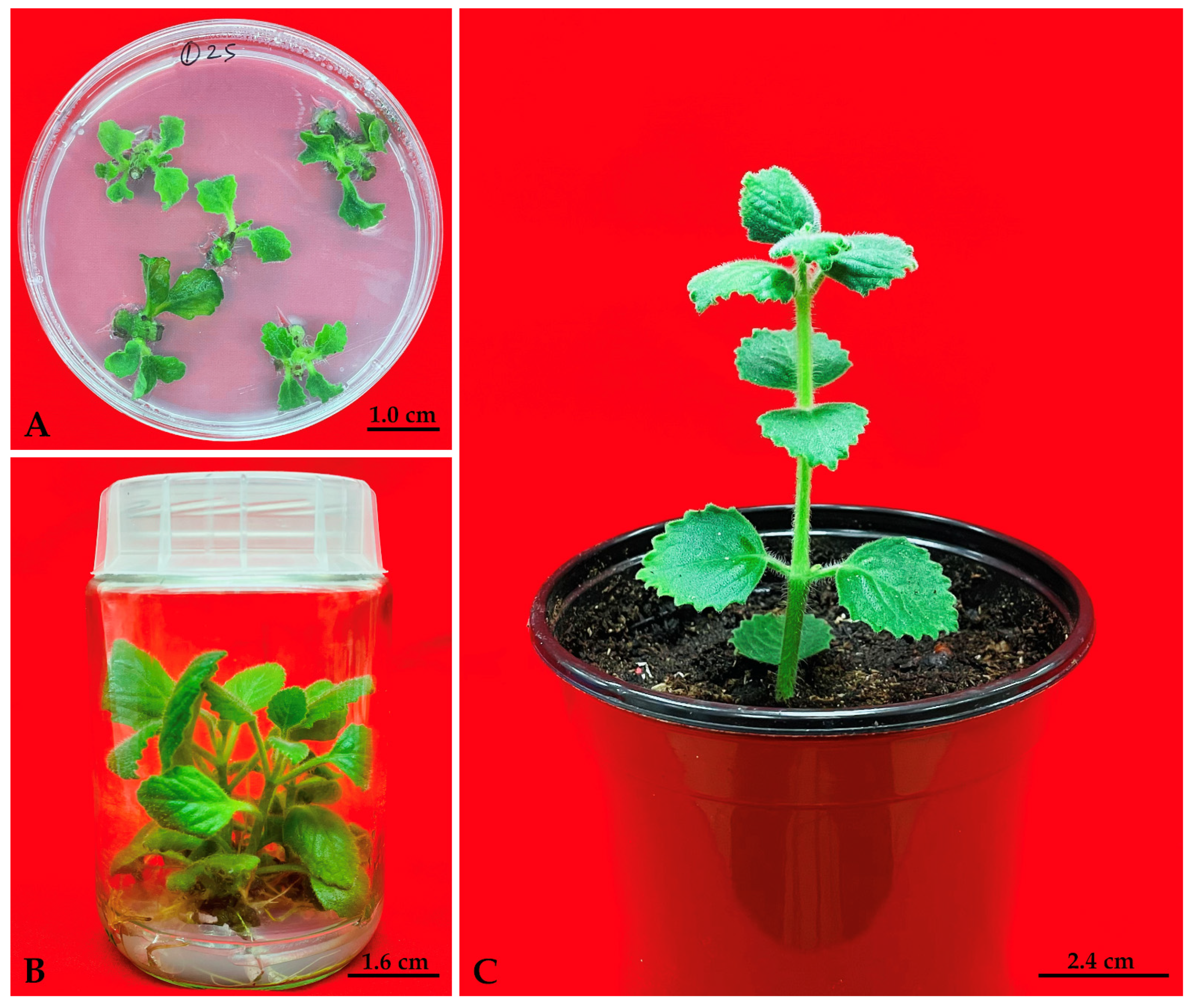 Horticulturae 09 00277 g001