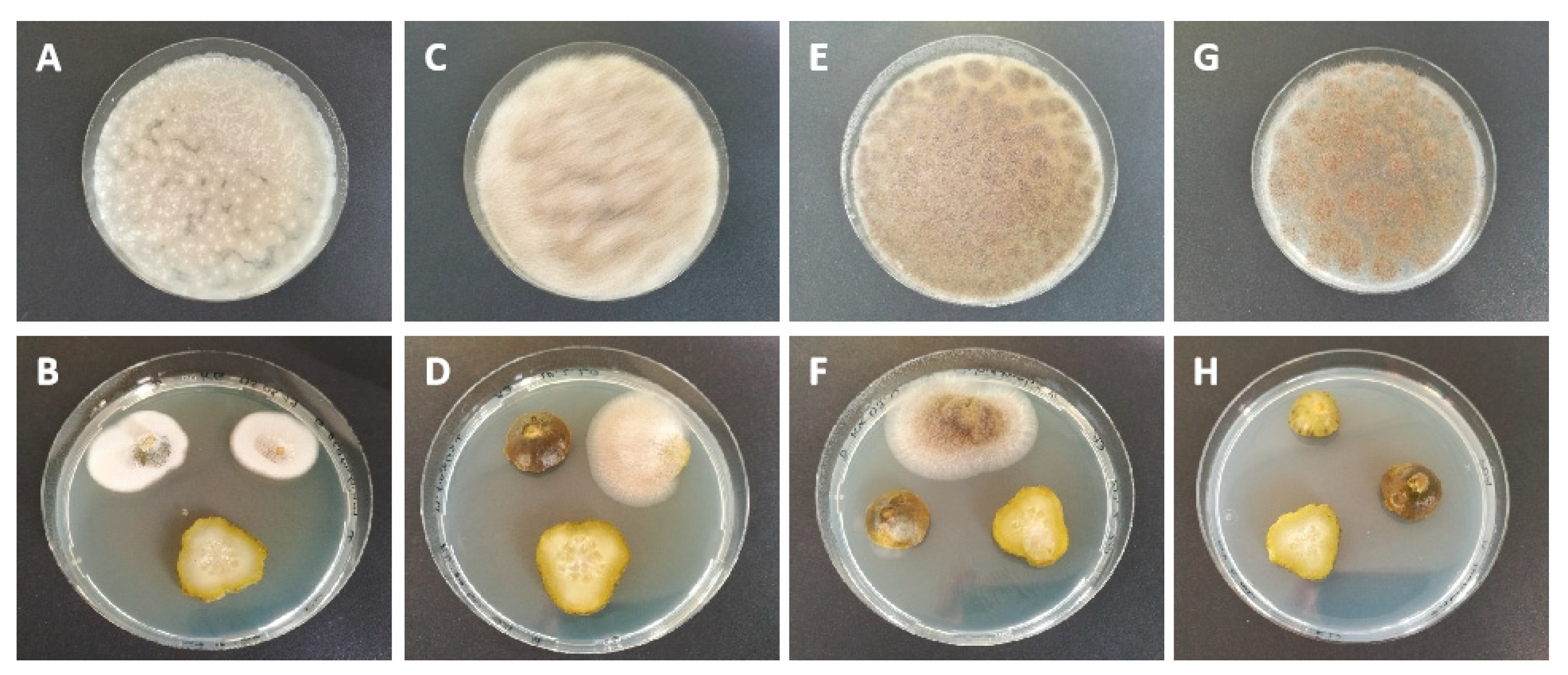 Horticulturae 09 00312 g003 Horticulturae 09 00312 g003