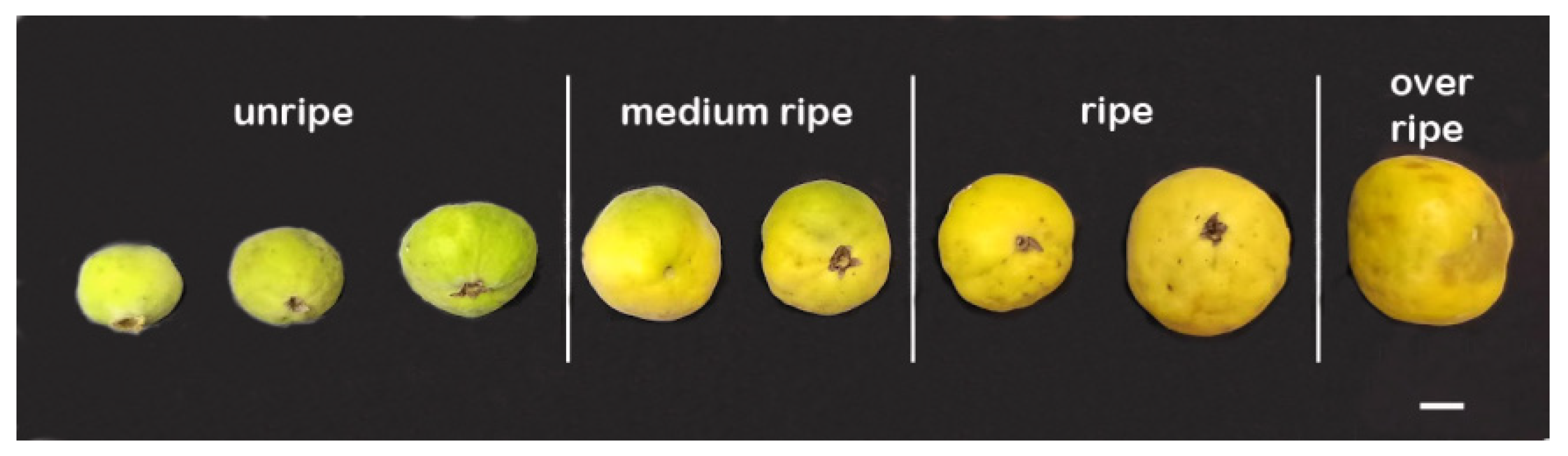 Horticulturae 09 00314 g001 Horticulturae 09 00314 g001