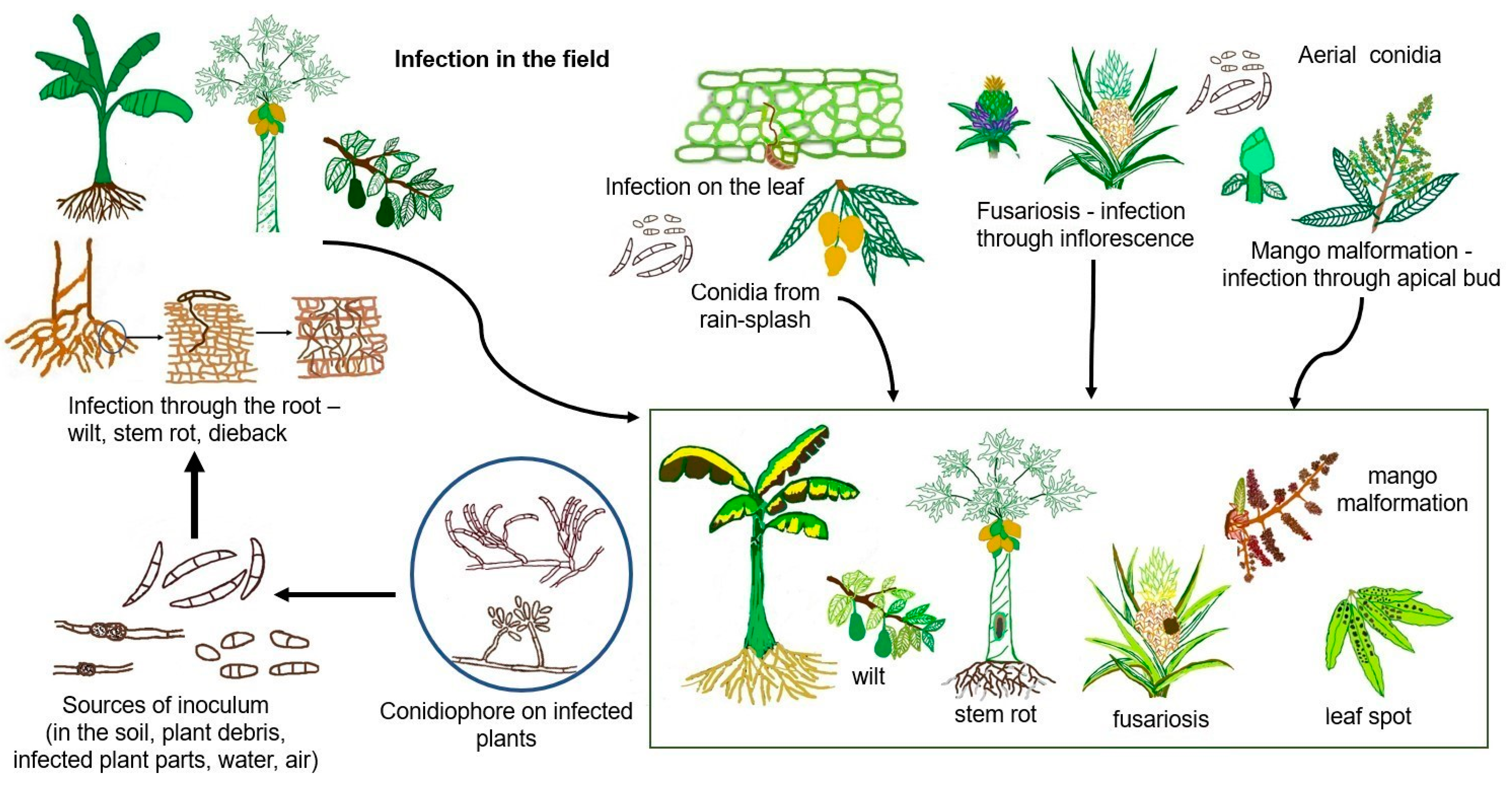 Horticulturae 09 00322 g001 Horticulturae 09 00322 g001