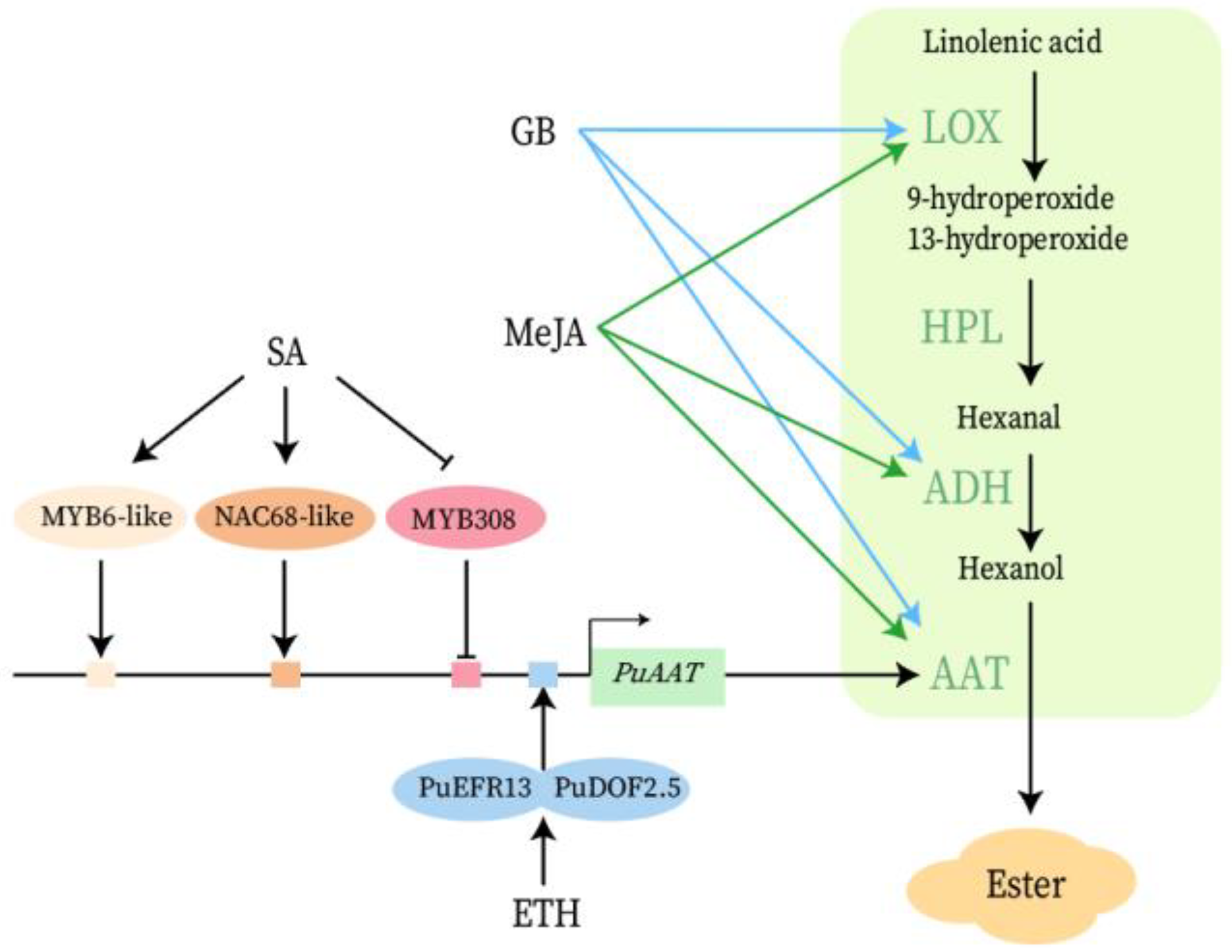 Horticulturae 09 00339 g004