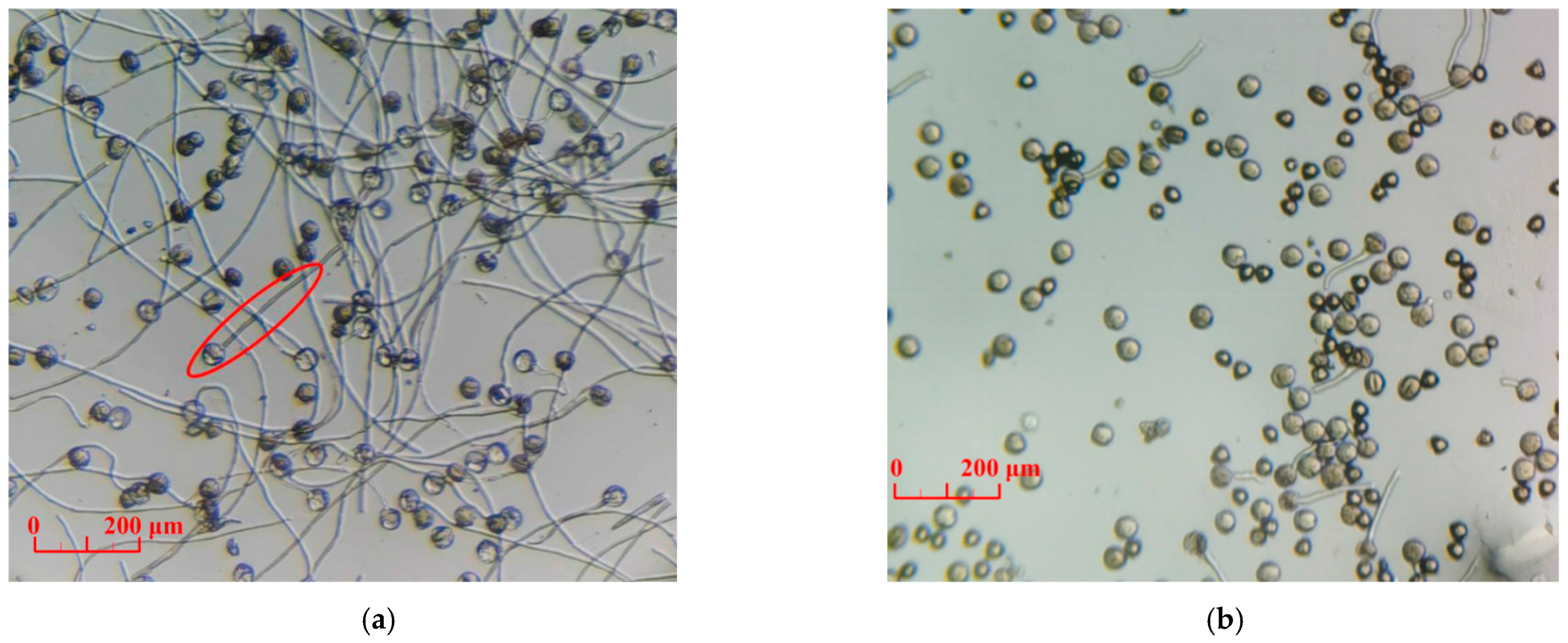 Horticulturae 09 00350 g001