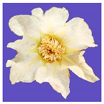 Horticulturae 09 00361 i001 Horticulturae 09 00361 i001