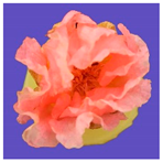 Horticulturae 09 00361 i002 Horticulturae 09 00361 i002