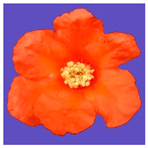 Horticulturae 09 00361 i003 Horticulturae 09 00361 i003