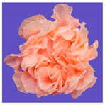 Horticulturae 09 00361 i005 Horticulturae 09 00361 i005