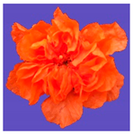 Horticulturae 09 00361 i006 Horticulturae 09 00361 i006