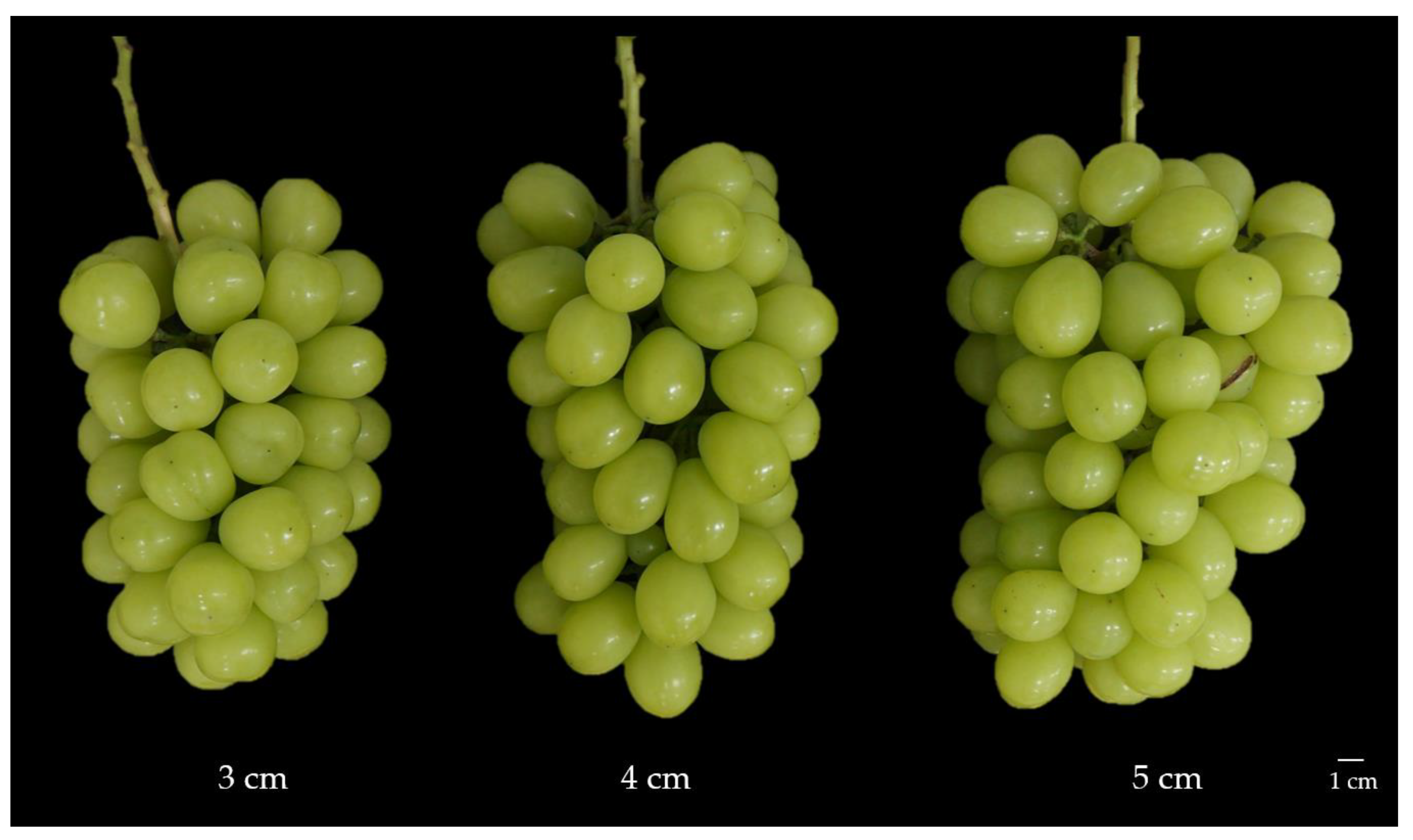 Horticulturae 09 00392 g004